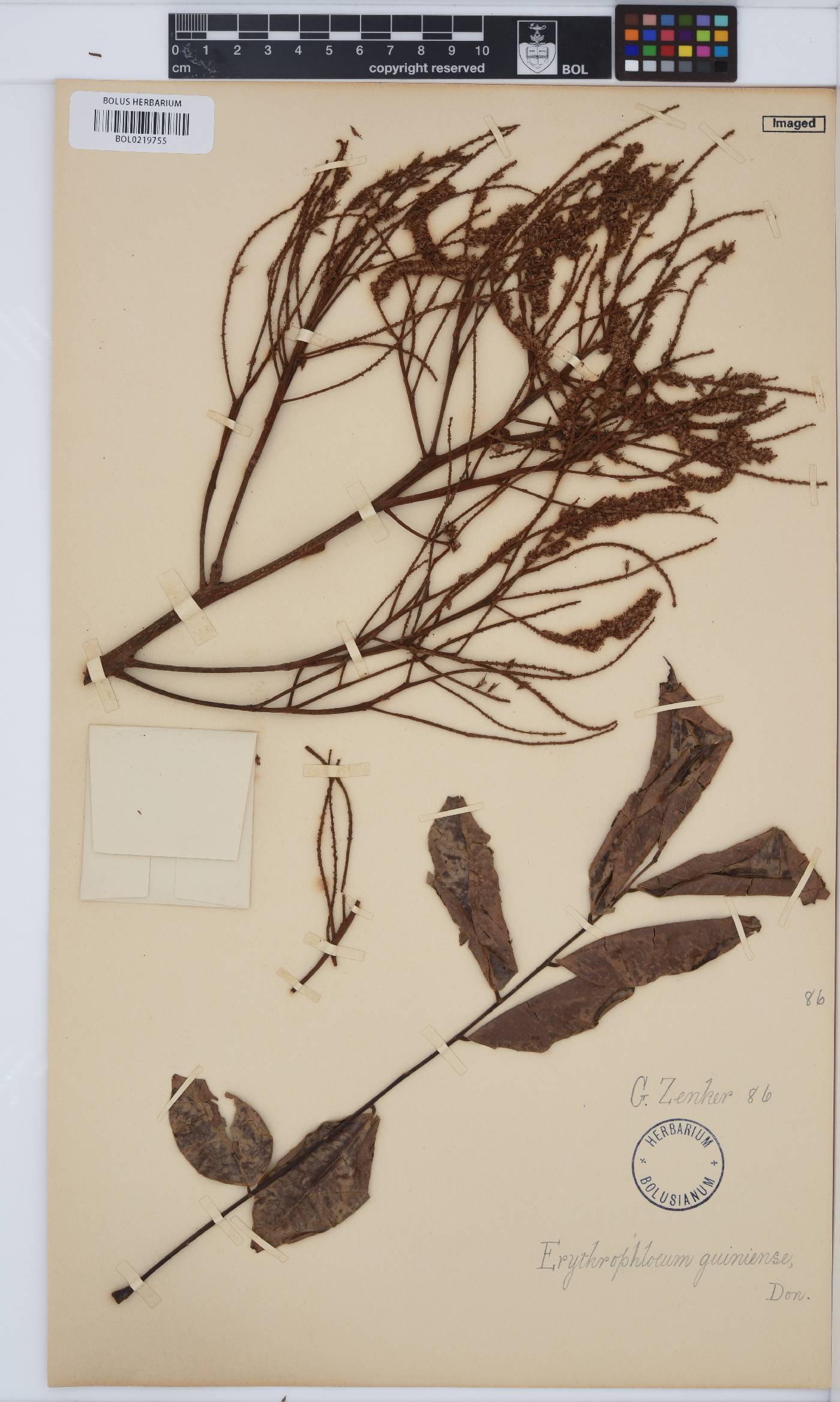 Erythrophleum suaveolens image