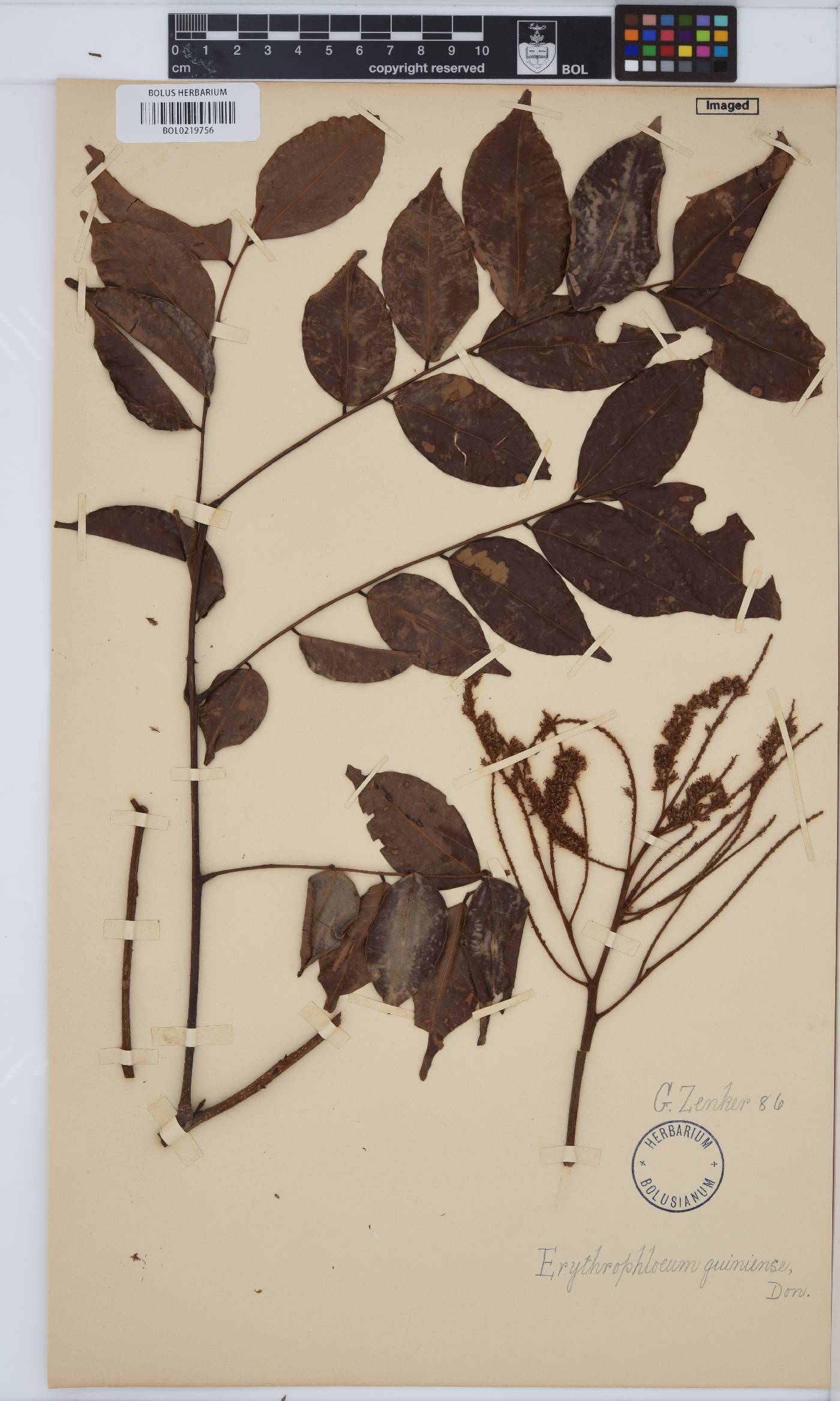 Erythrophleum suaveolens image