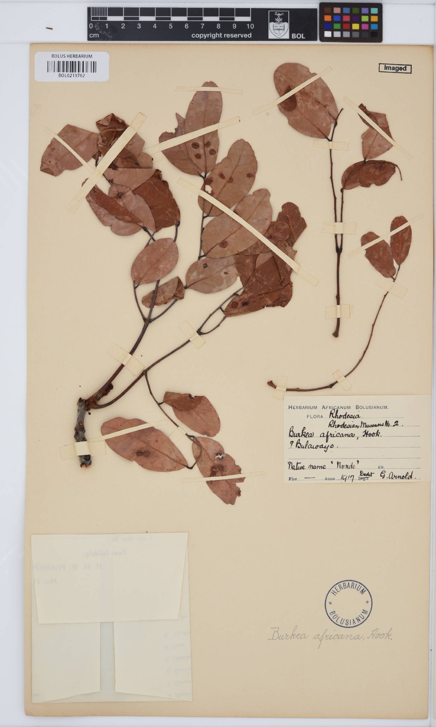 Burkea image
