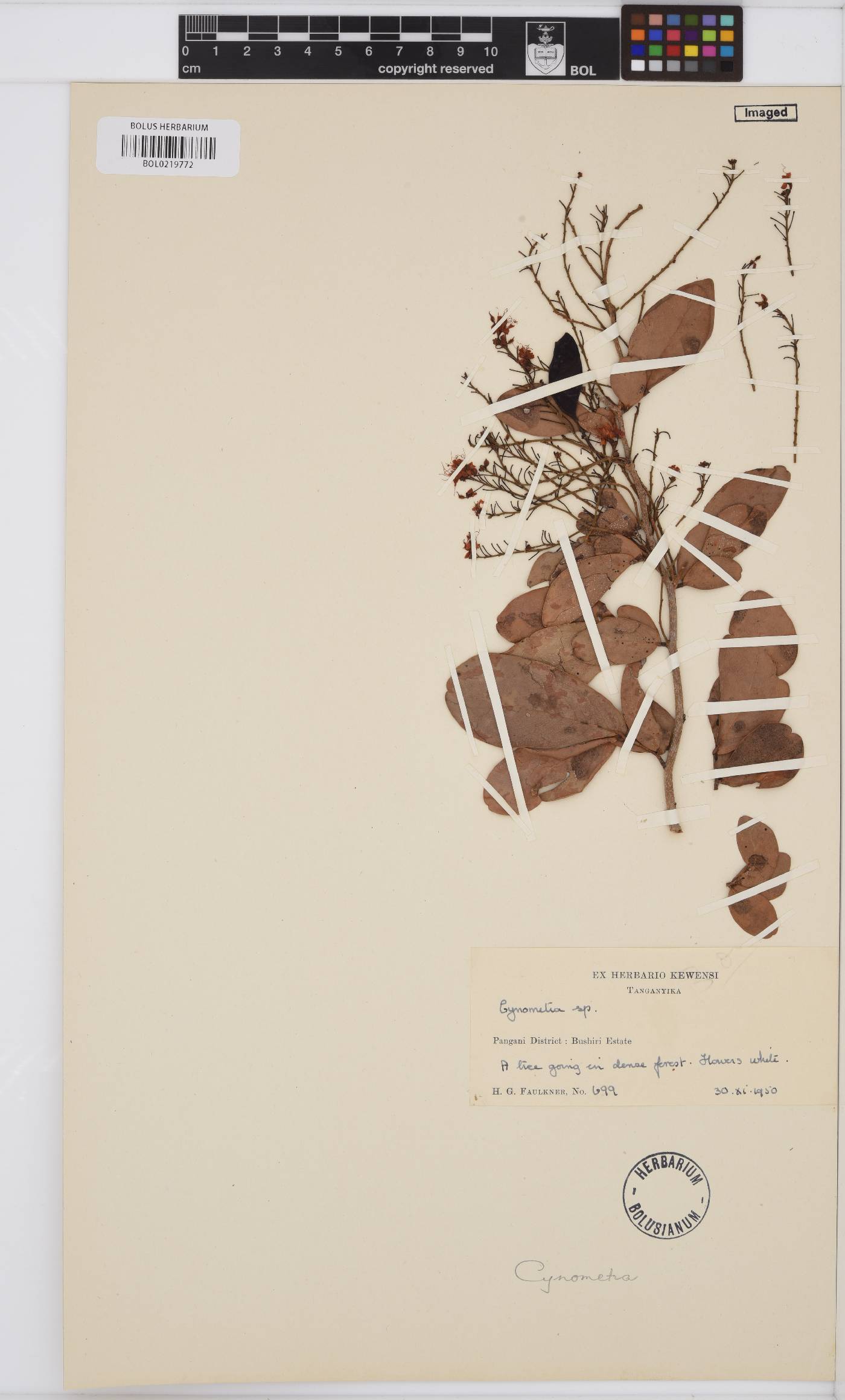 Cynometra image