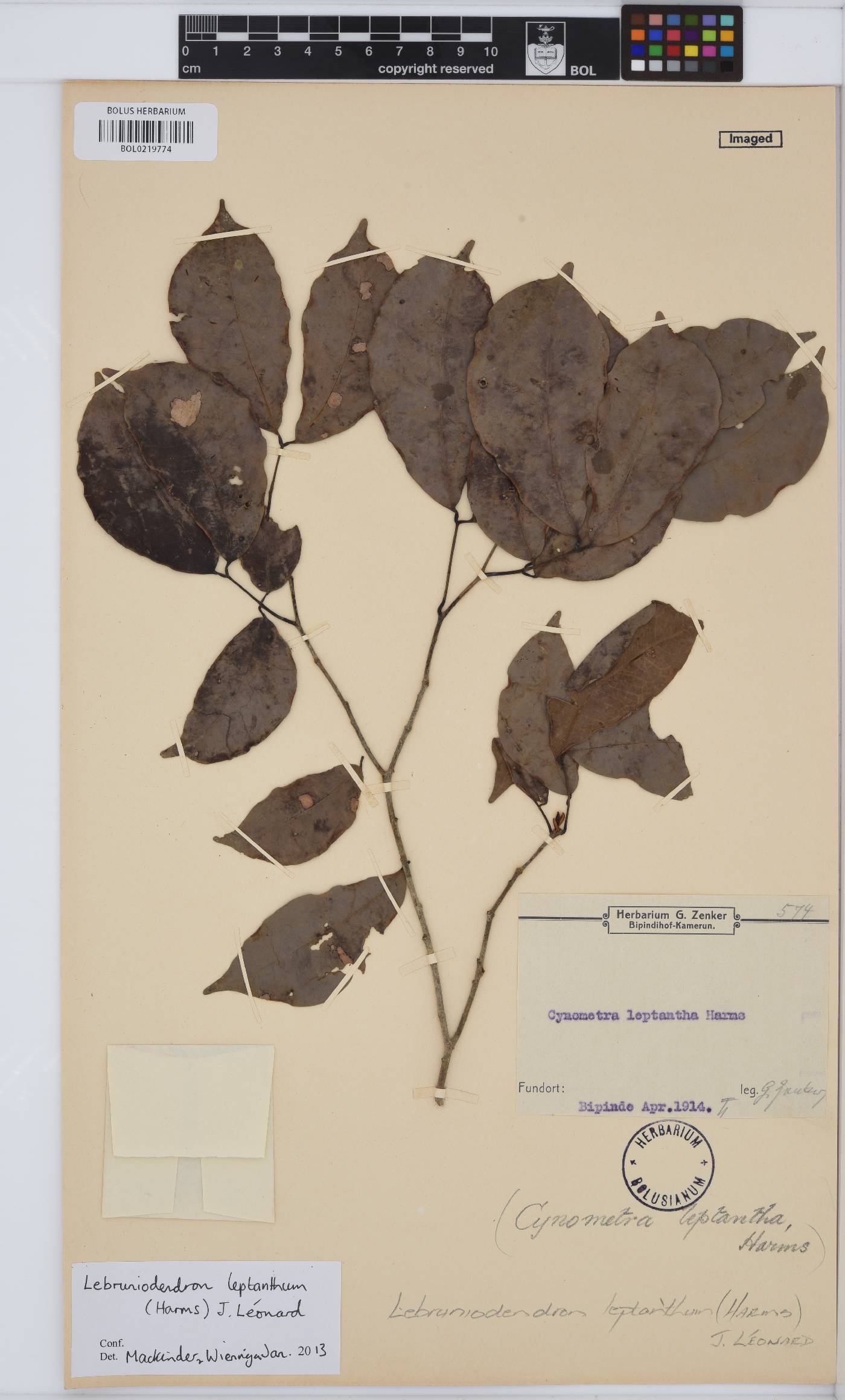 Lebruniodendron leptanthum image