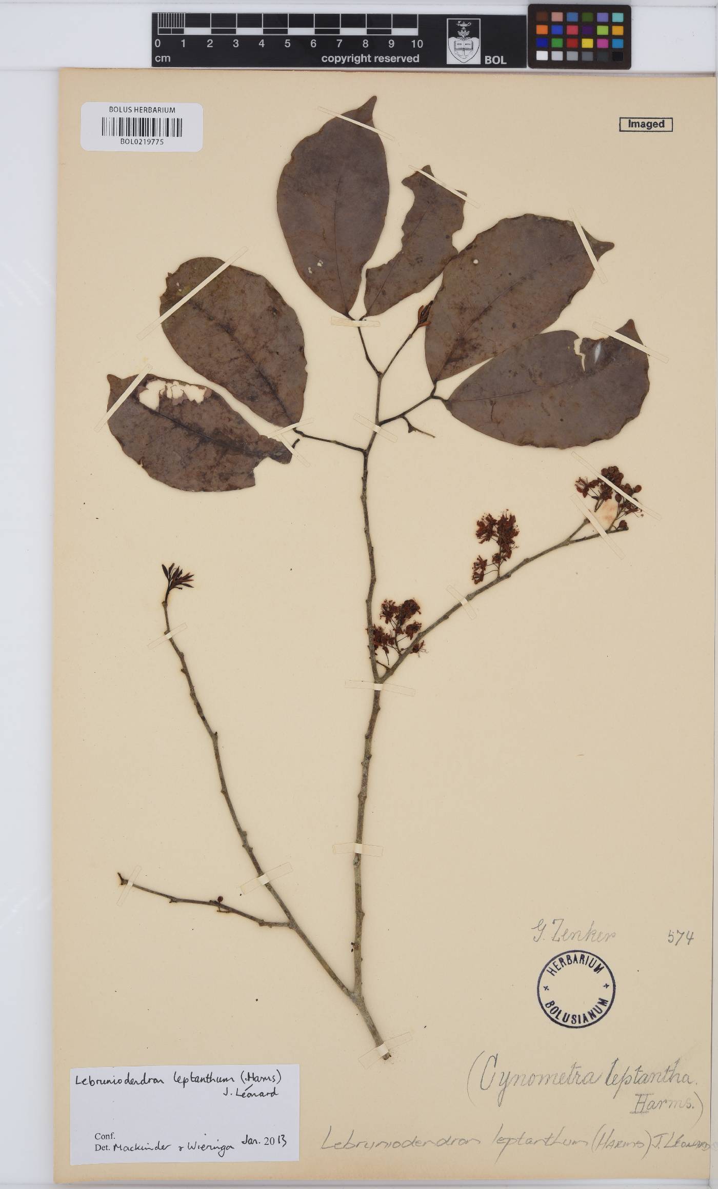 Lebruniodendron leptanthum image