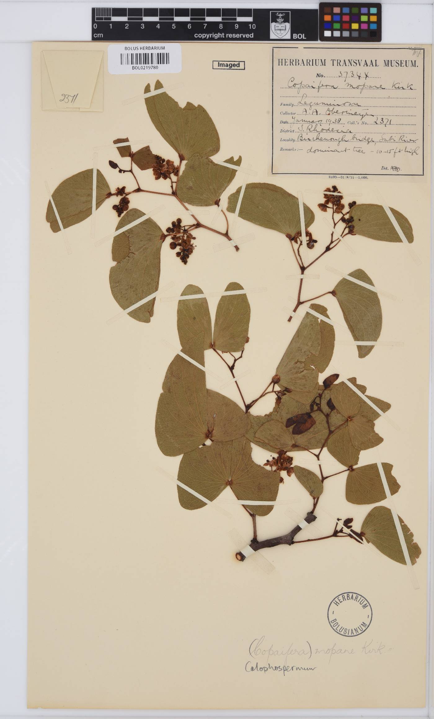 Colophospermum mopane image