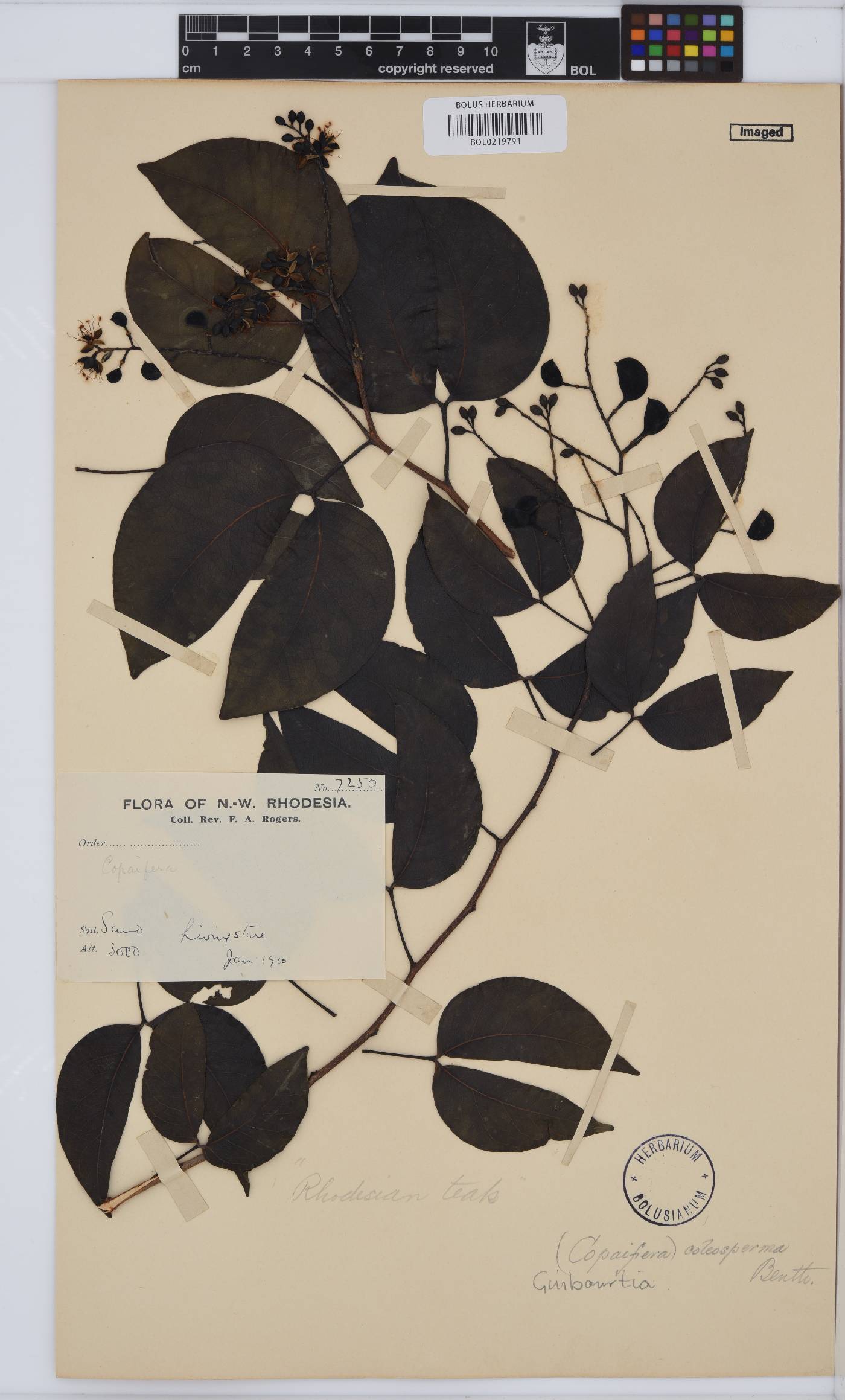 Guibourtia coleosperma image