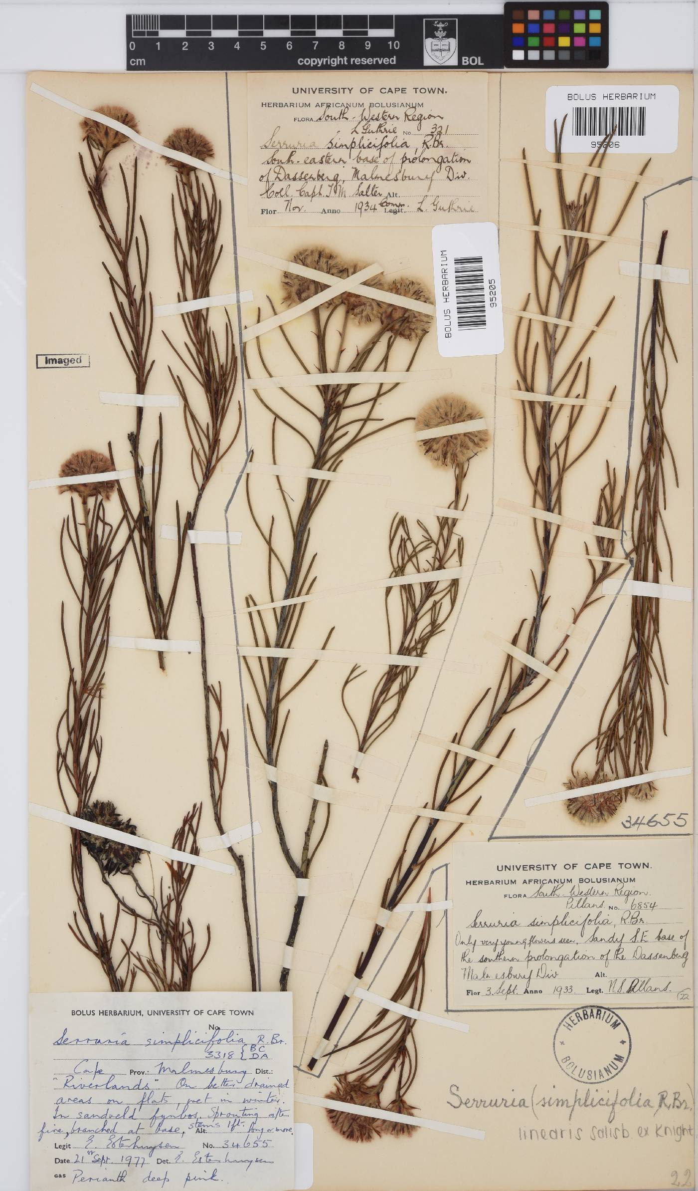 Serruria linearis image
