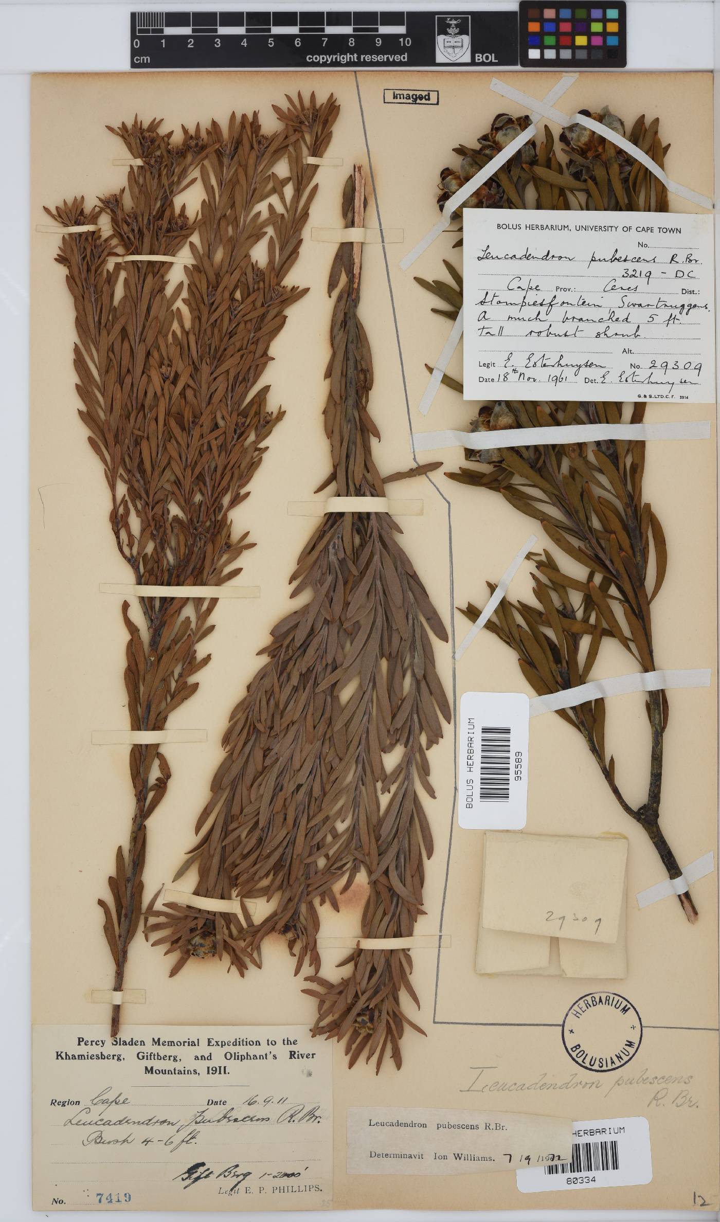 Leucadendron pubescens image