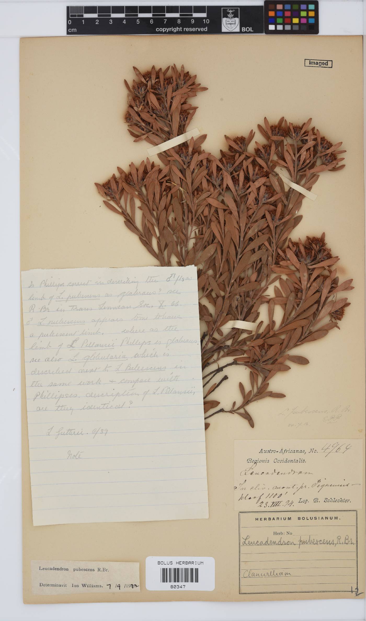 Leucadendron pubescens image