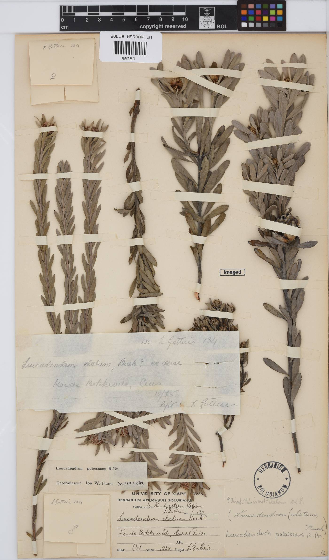 Leucadendron pubescens image