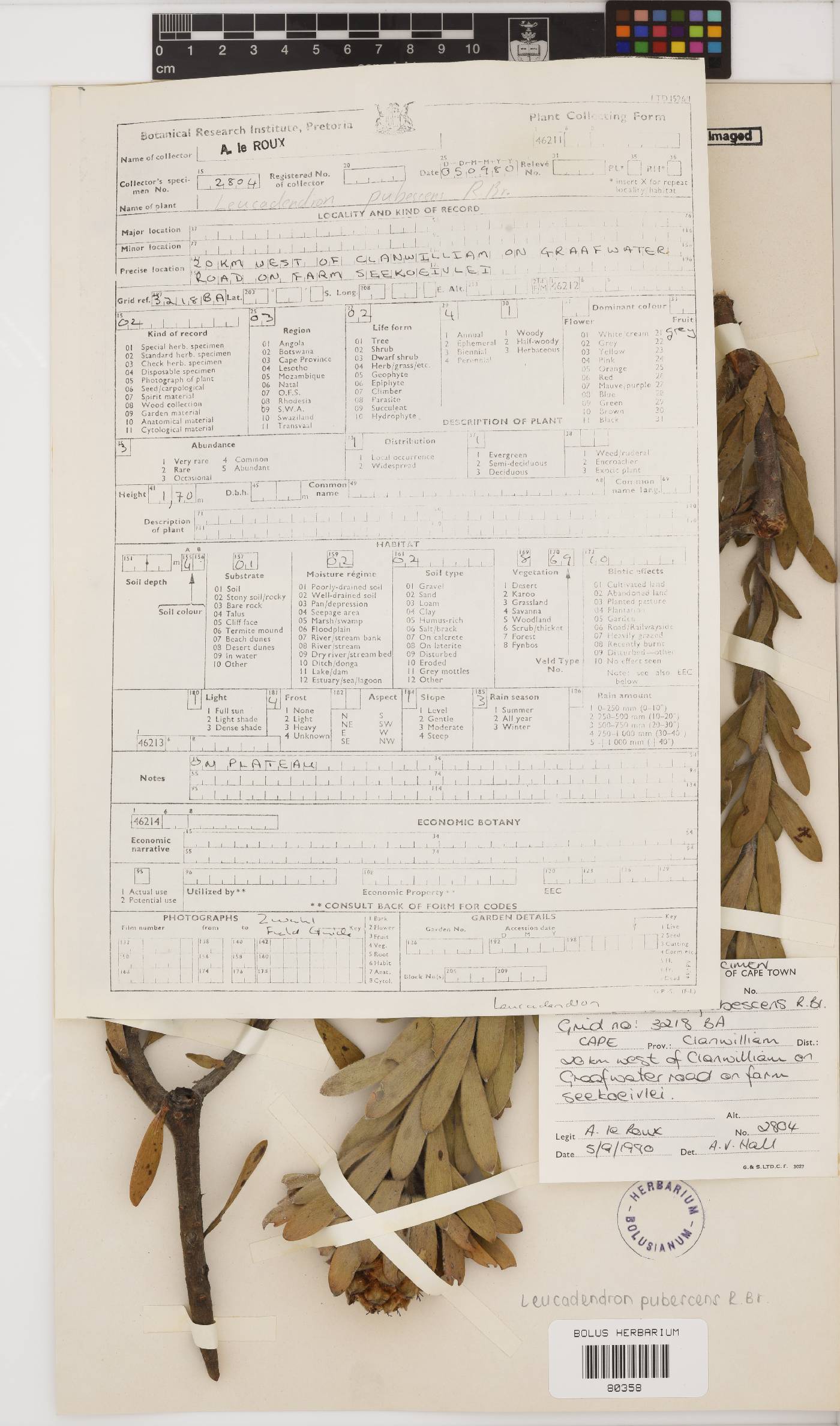 Leucadendron pubescens image