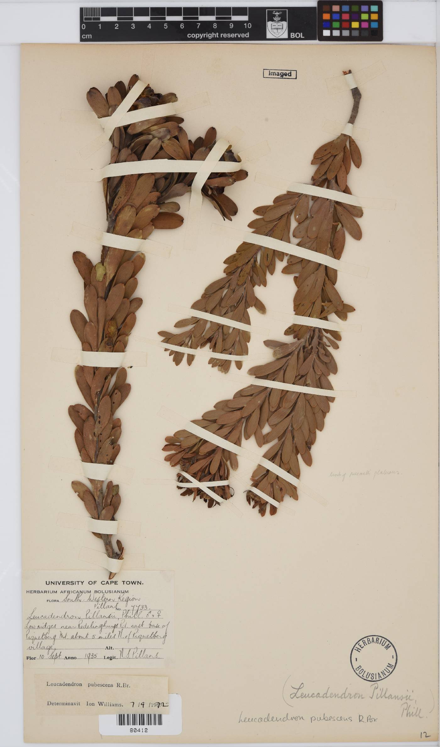 Leucadendron pubescens image