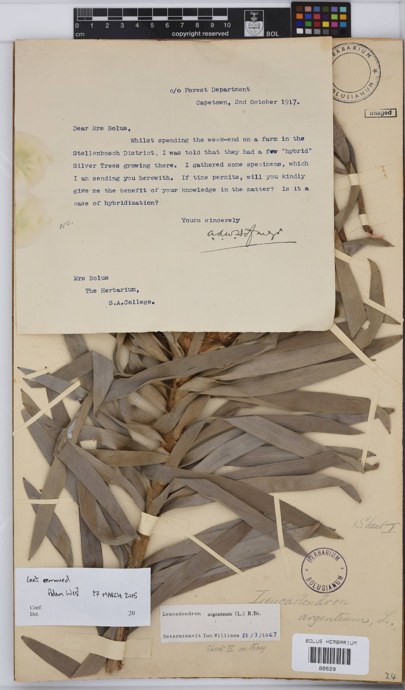 Leucadendron argenteum image