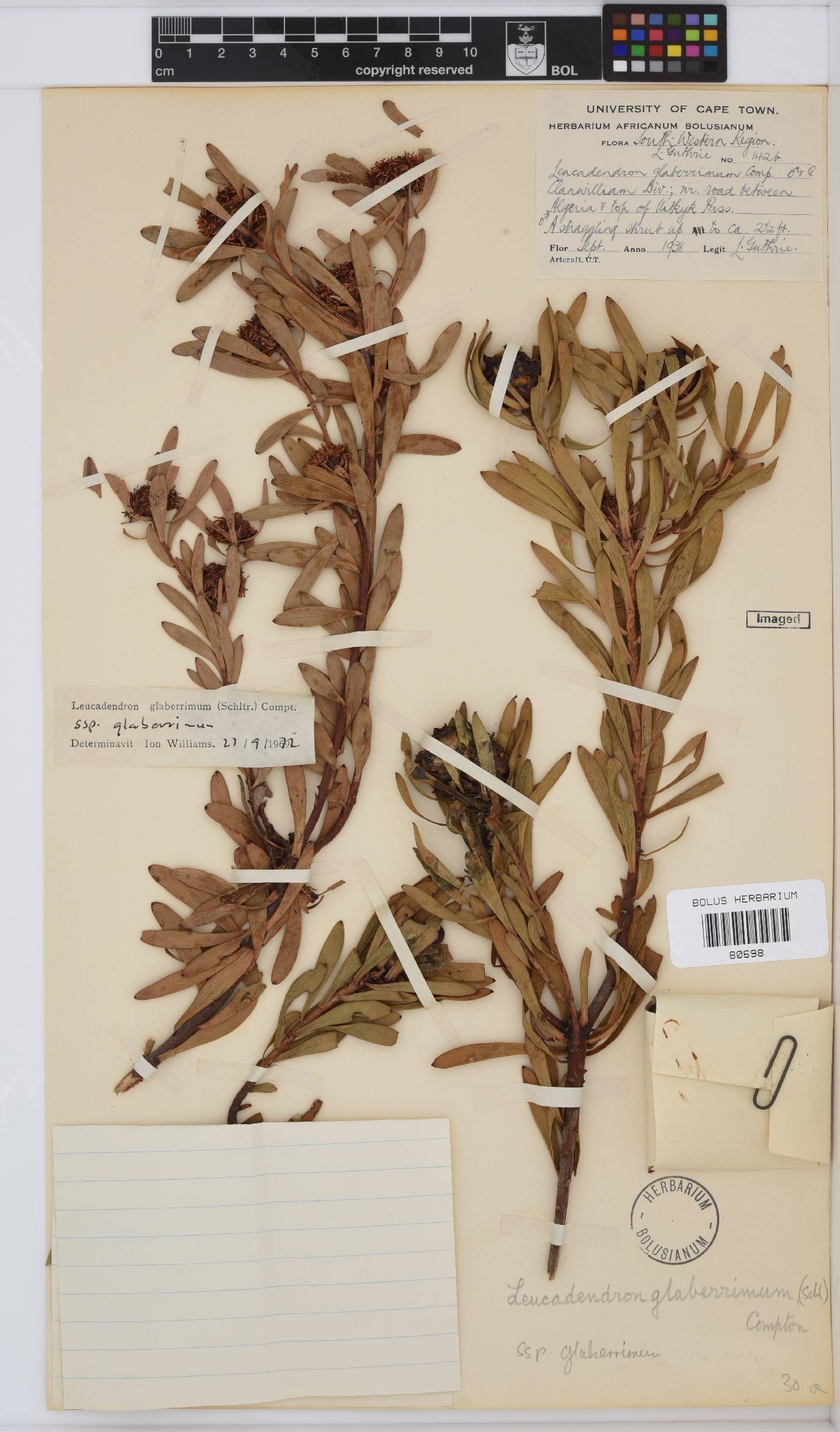 Leucadendron glaberrimum image