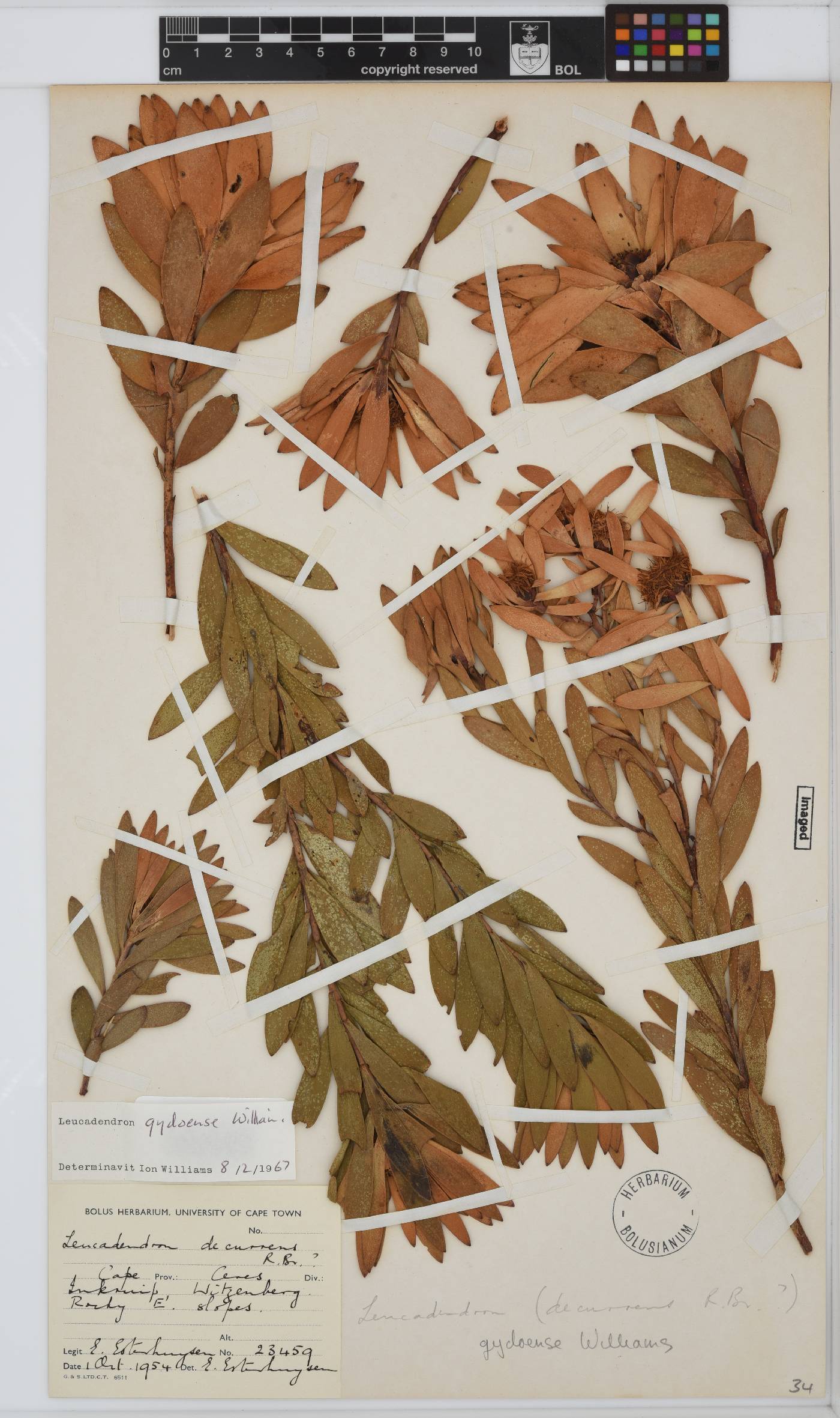 Leucadendron gydoense image