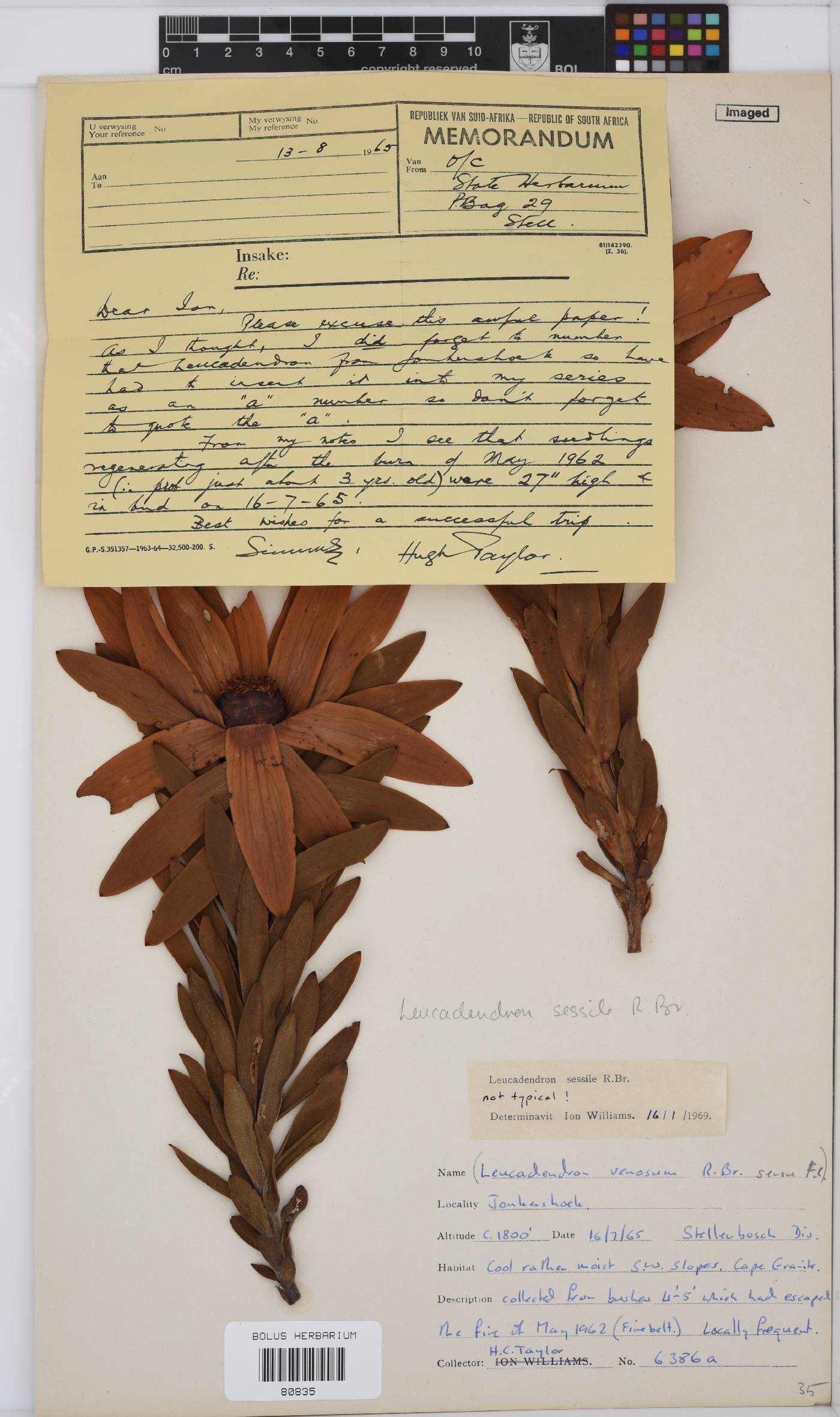 Leucadendron sessile image
