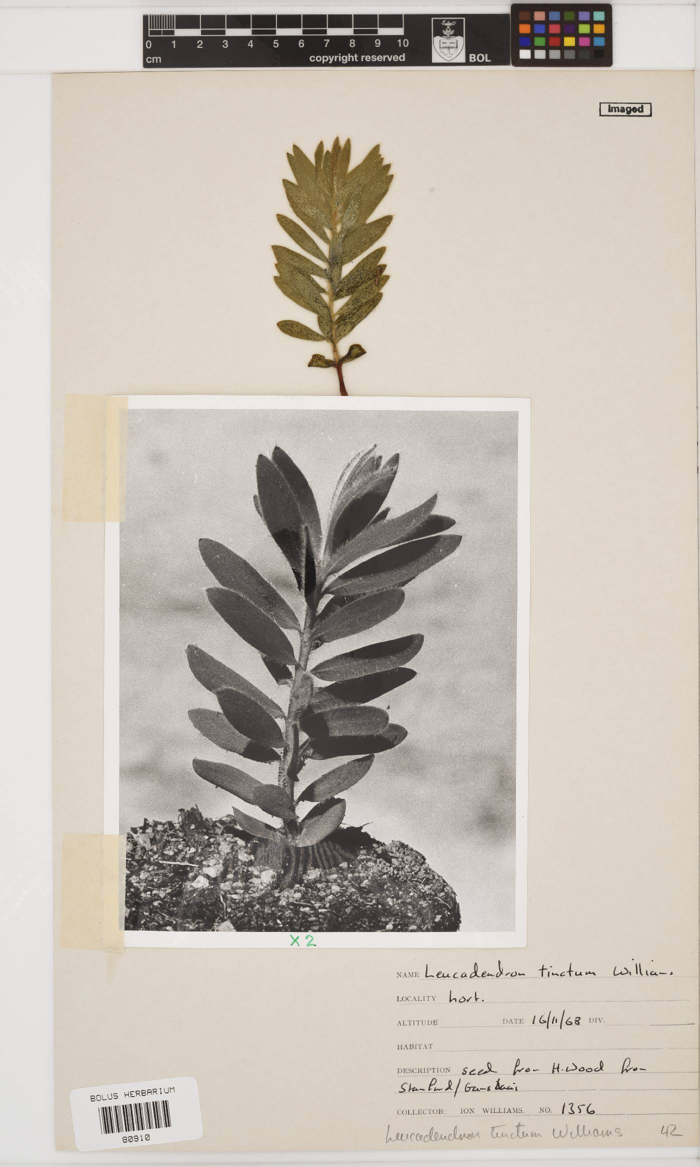 Leucadendron tinctum image