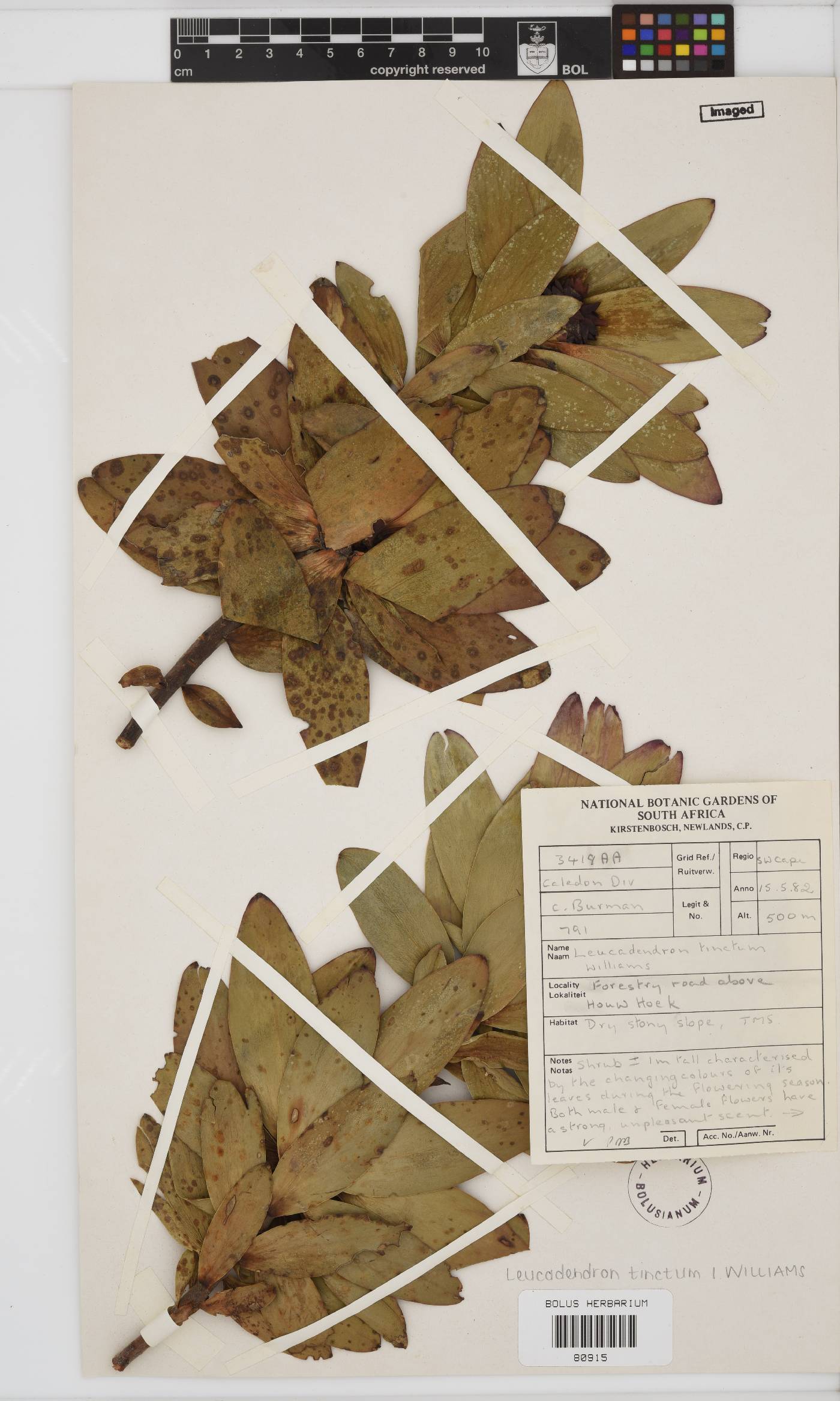 Leucadendron tinctum image