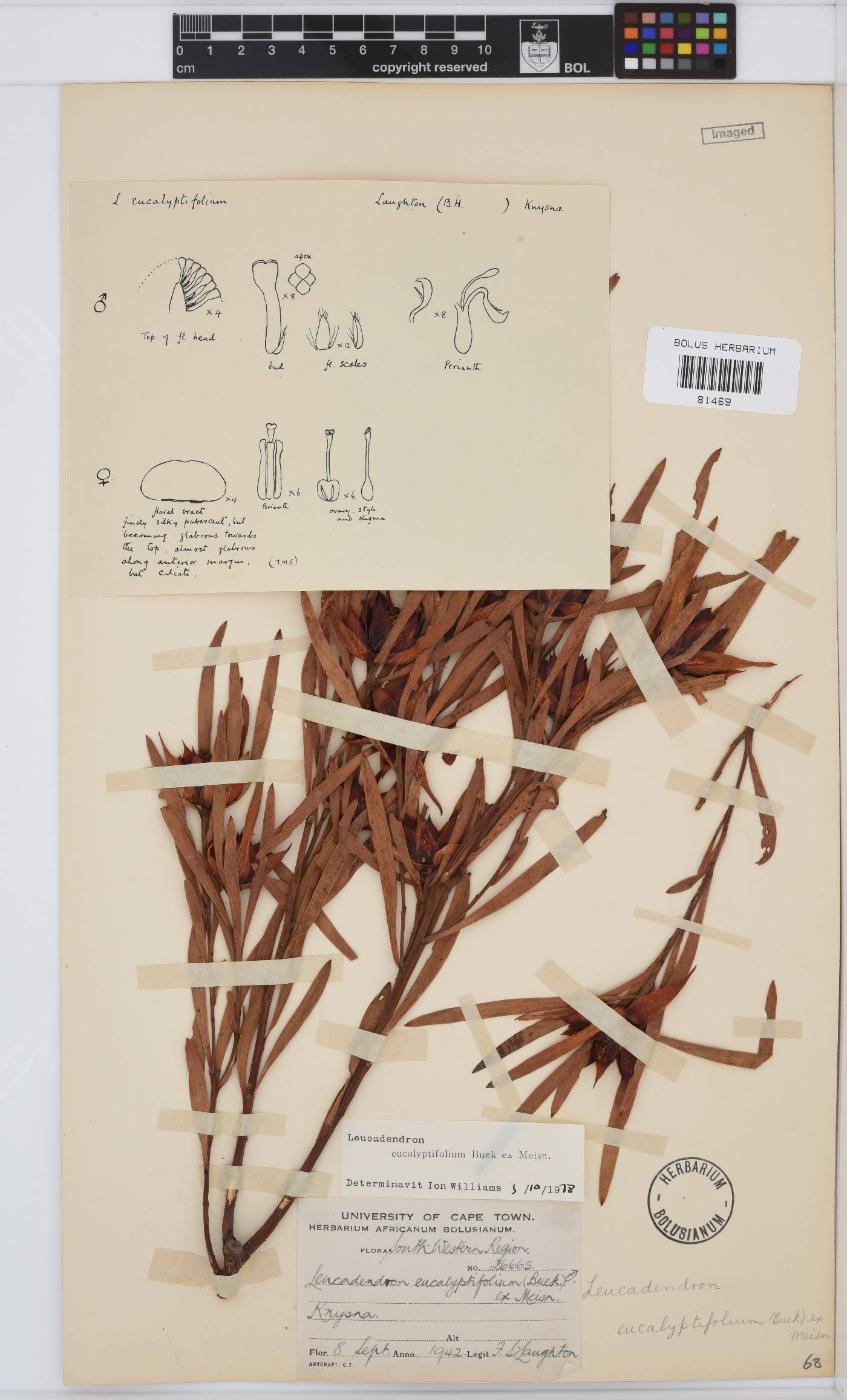 Leucadendron image