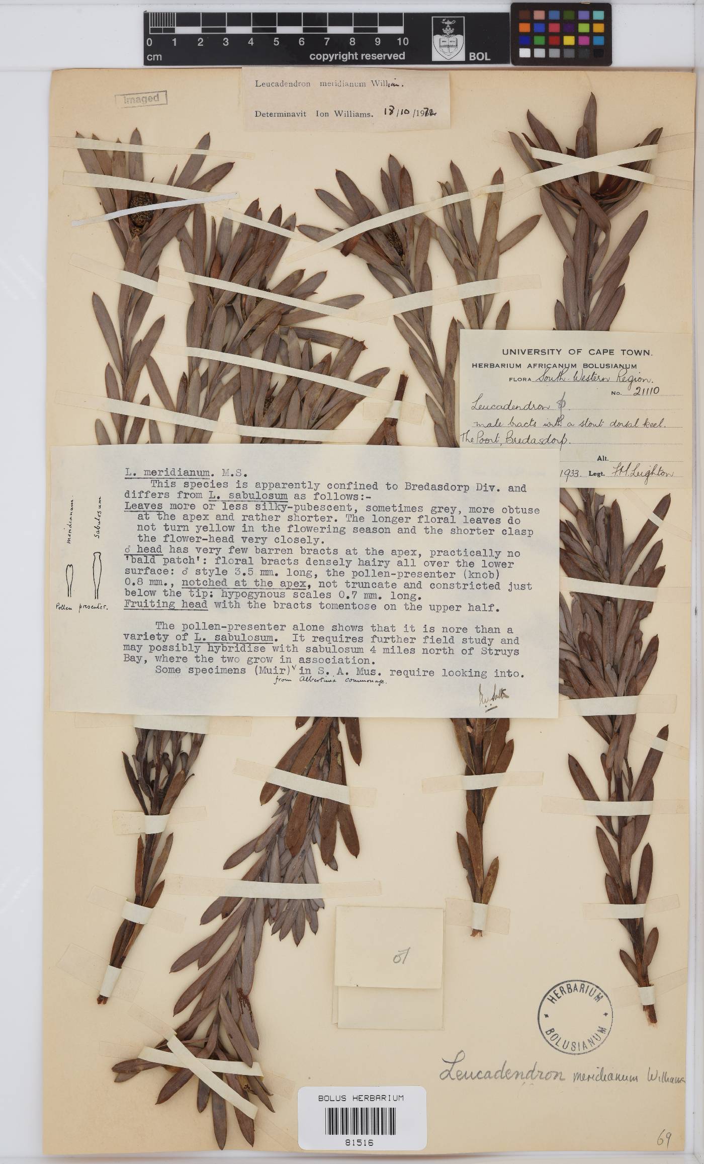 Leucadendron meridianum image