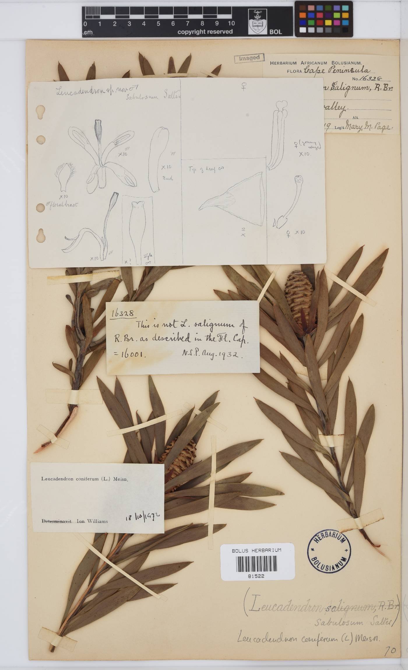 Leucadendron coniferum image