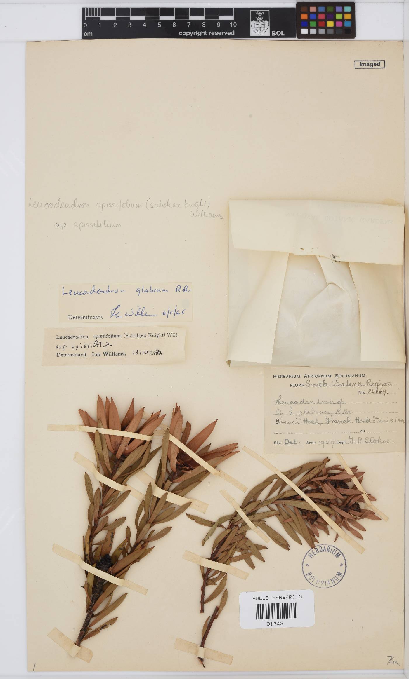Leucadendron spissifolium subsp. spissifolium image