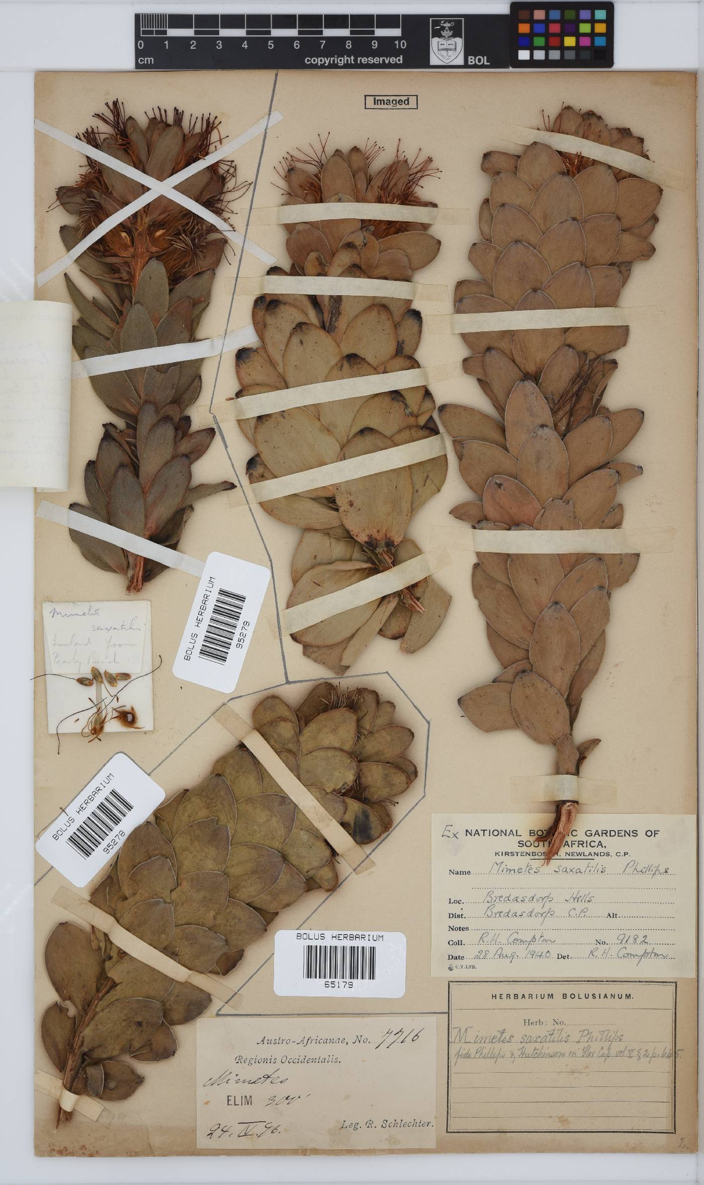 Mimetes saxatilis image