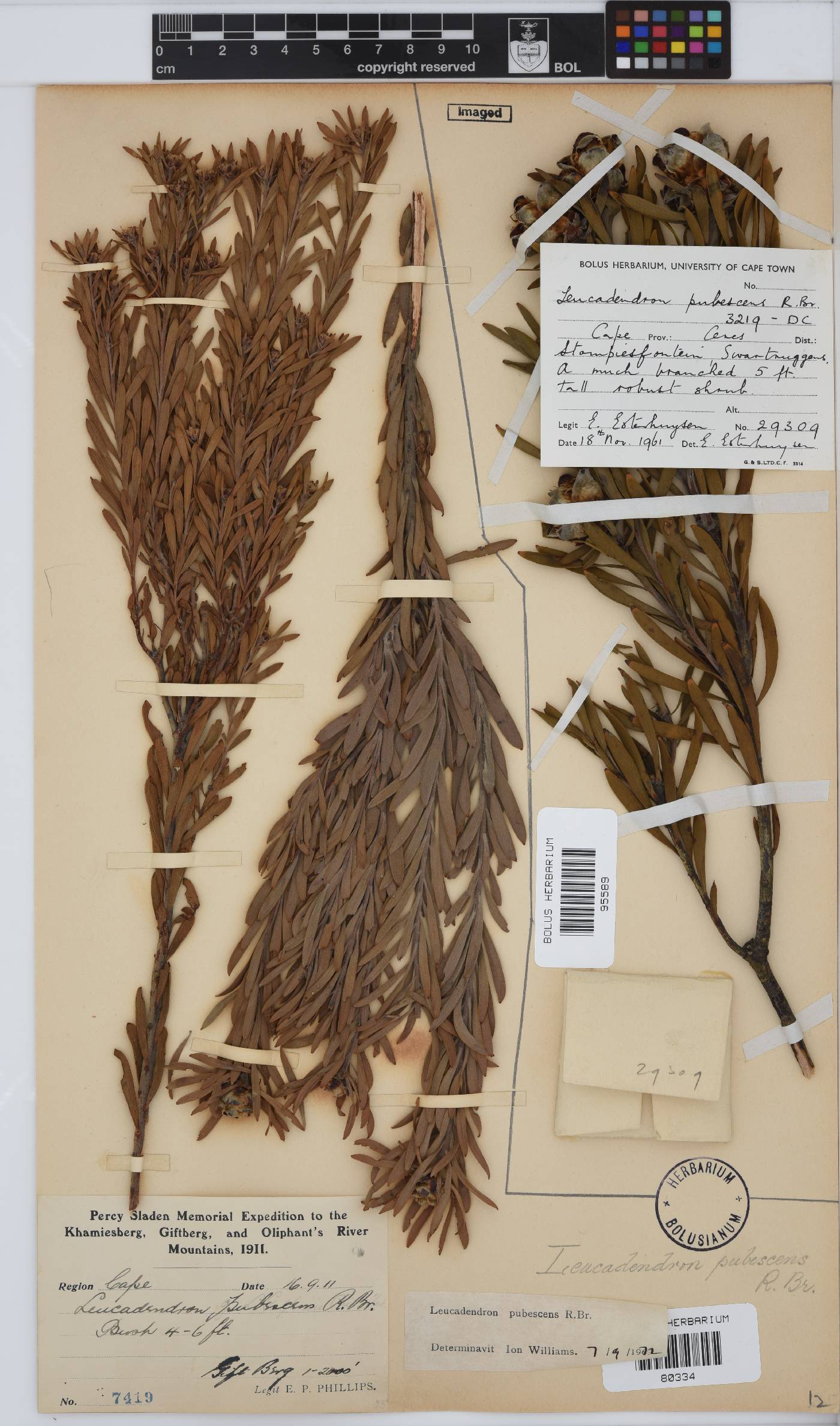 Leucadendron pubescens image