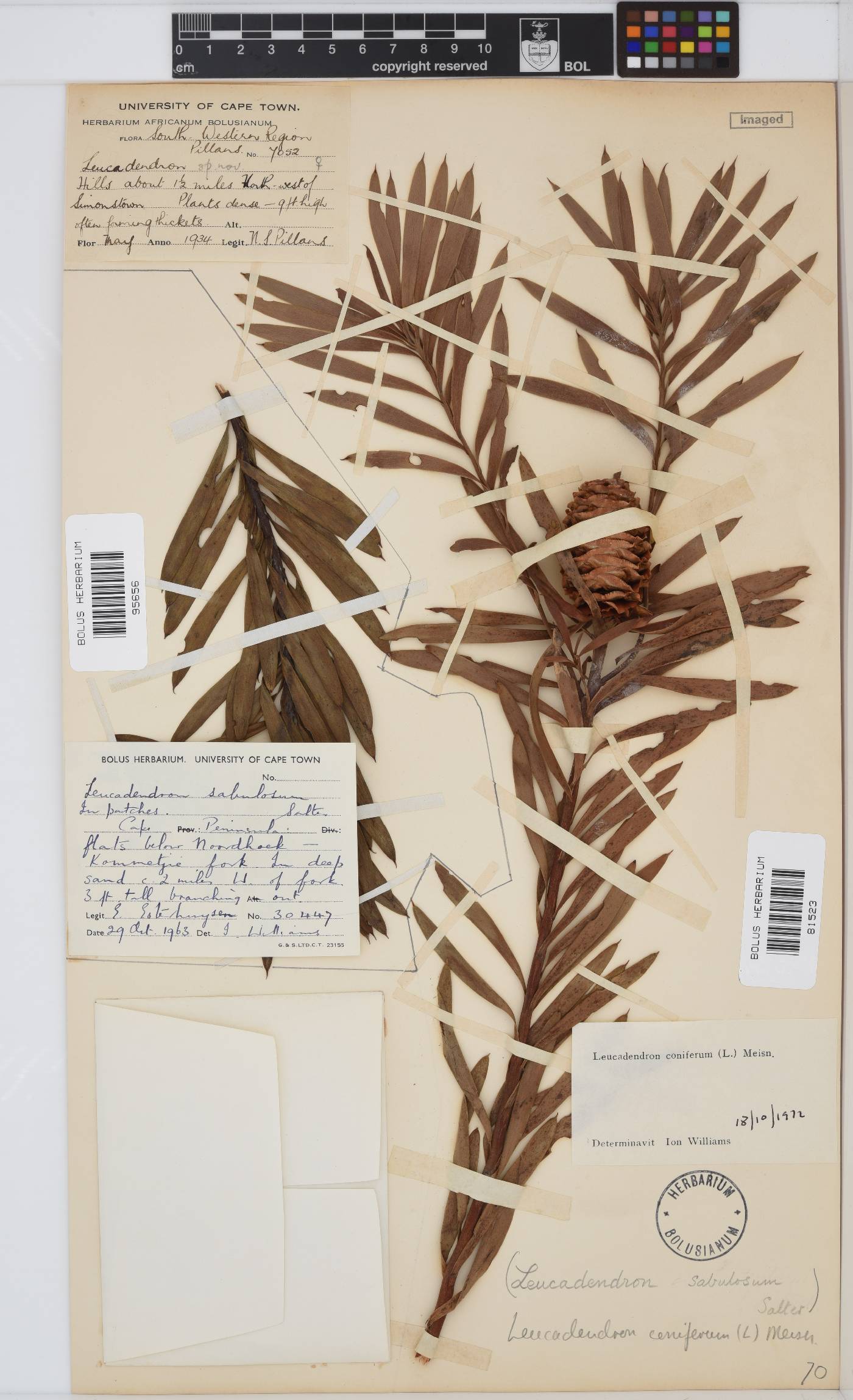 Leucadendron coniferum image