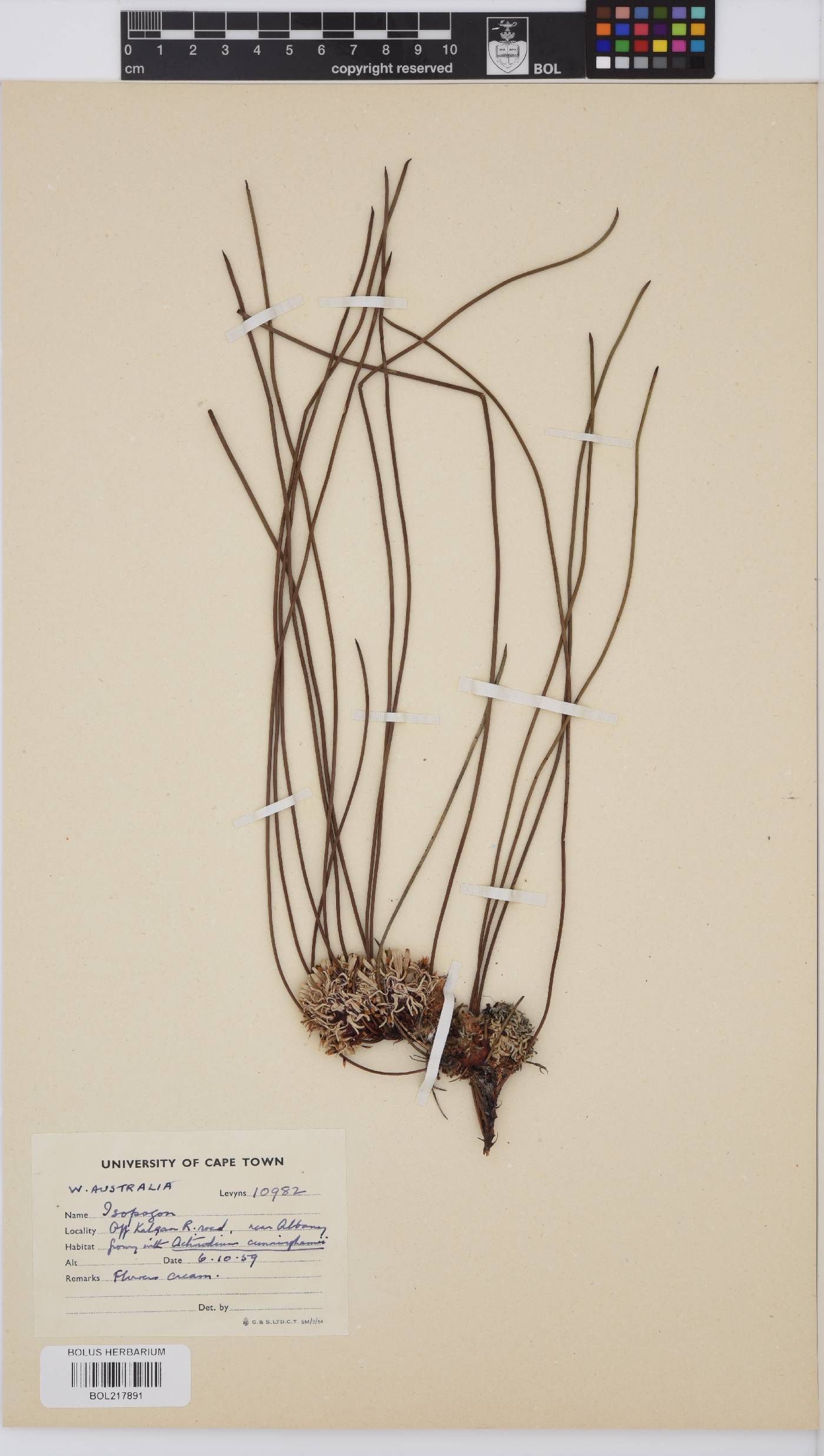 Isopogon image