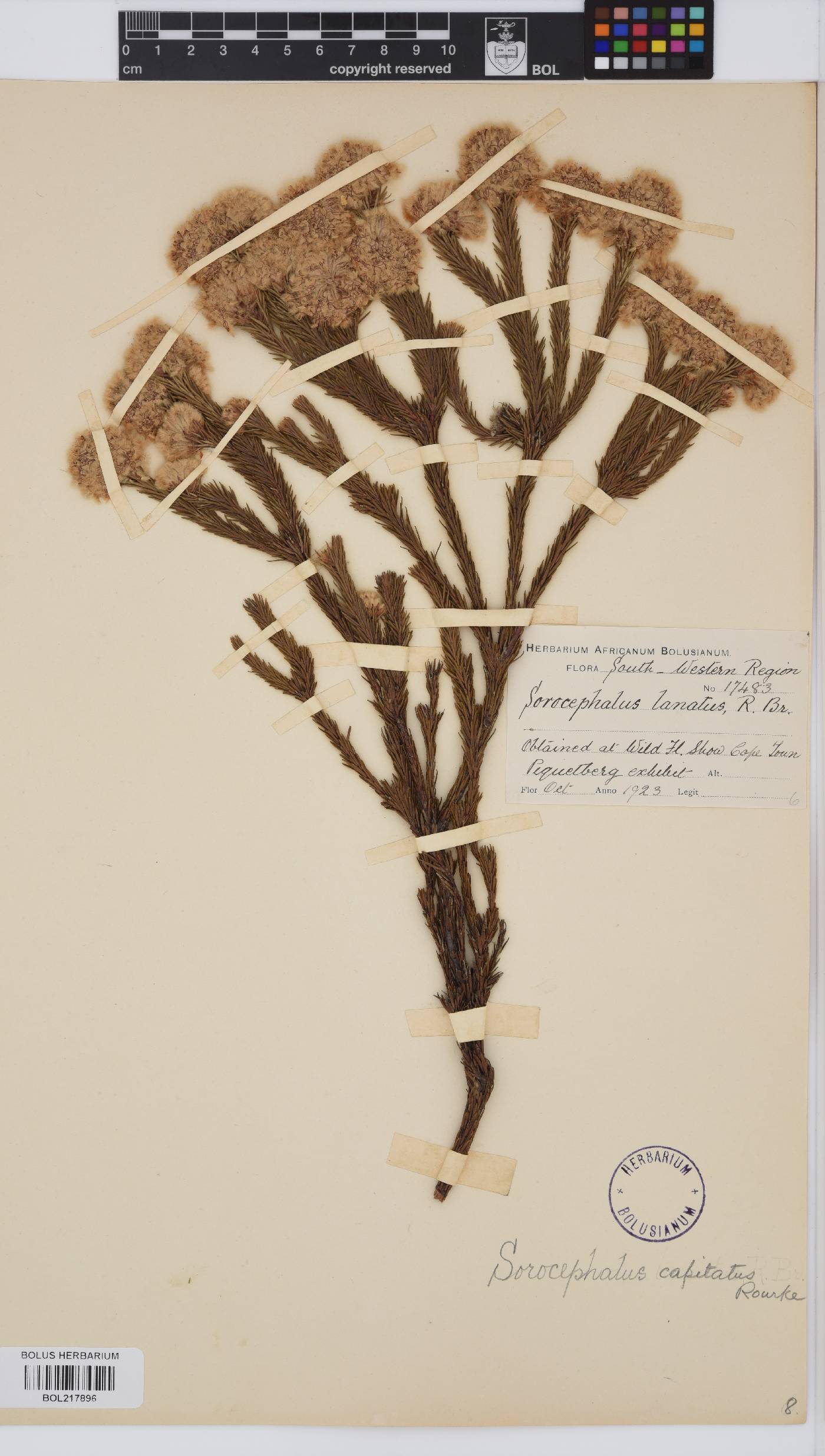 Sorocephalus capitatus image