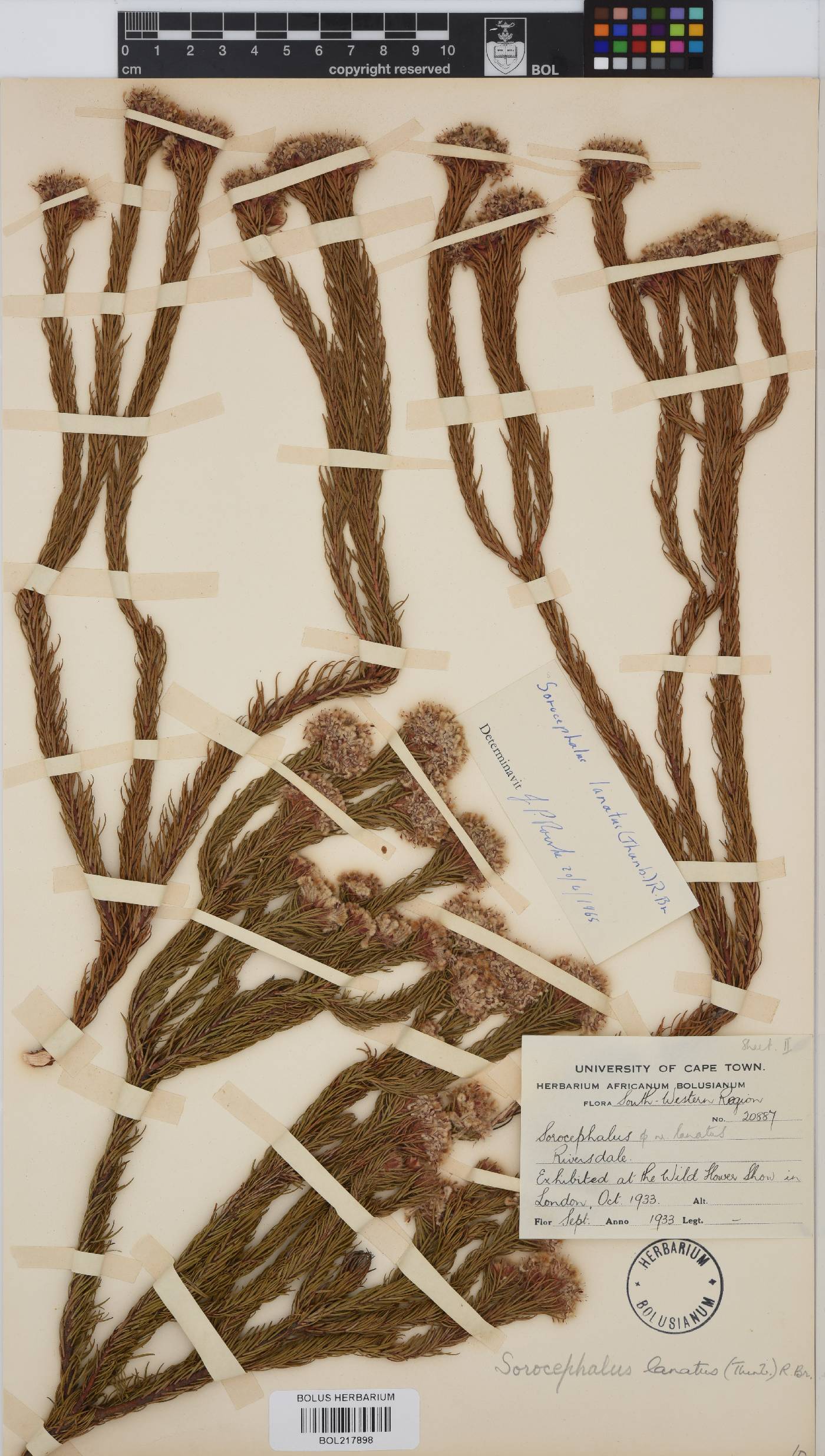 Sorocephalus lanatus image