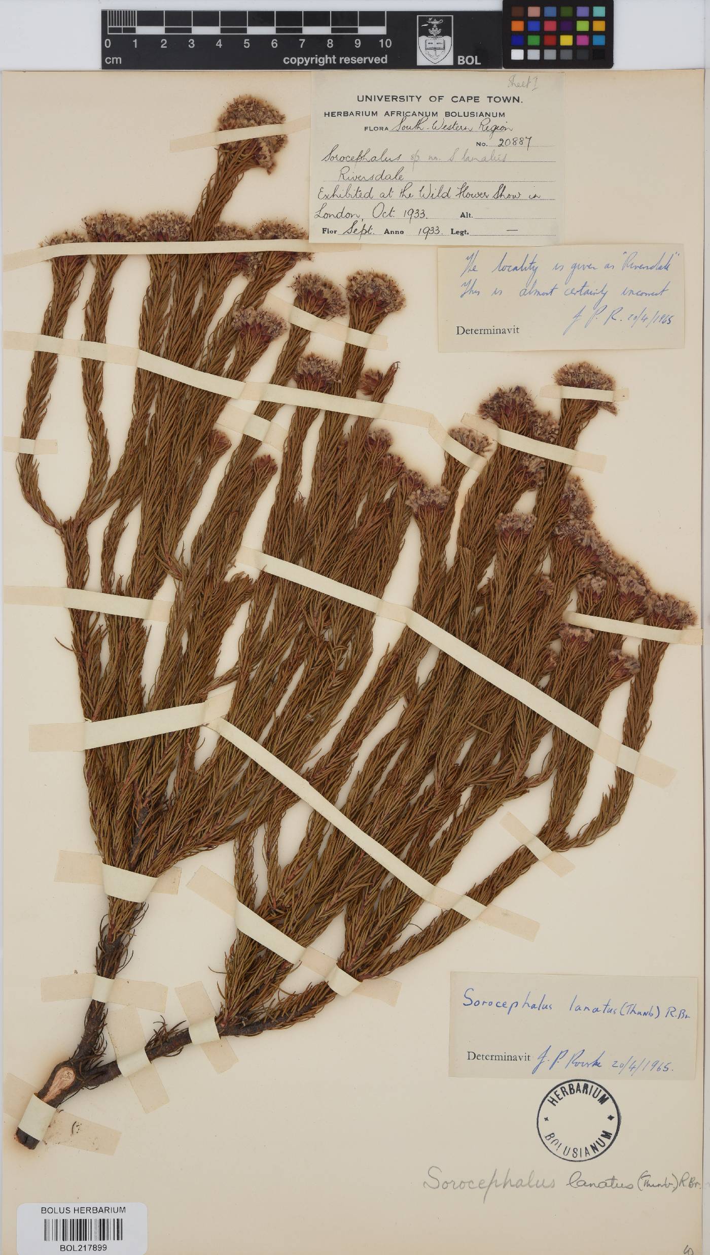 Sorocephalus lanatus image