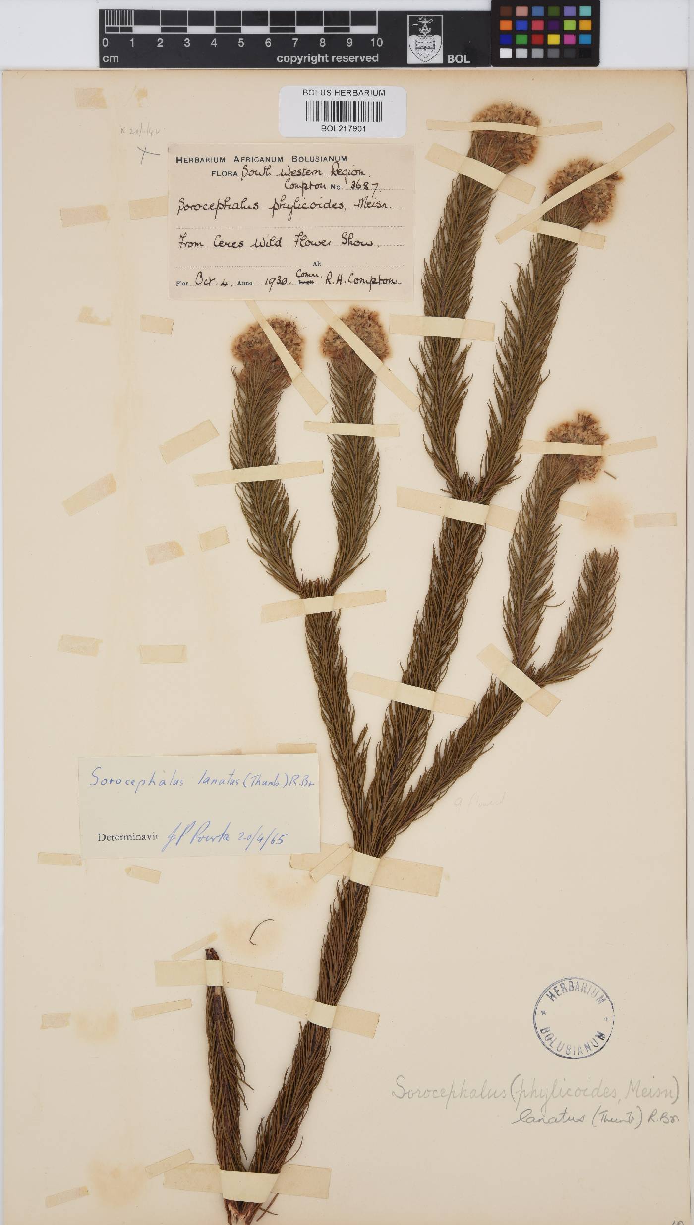 Sorocephalus lanatus image