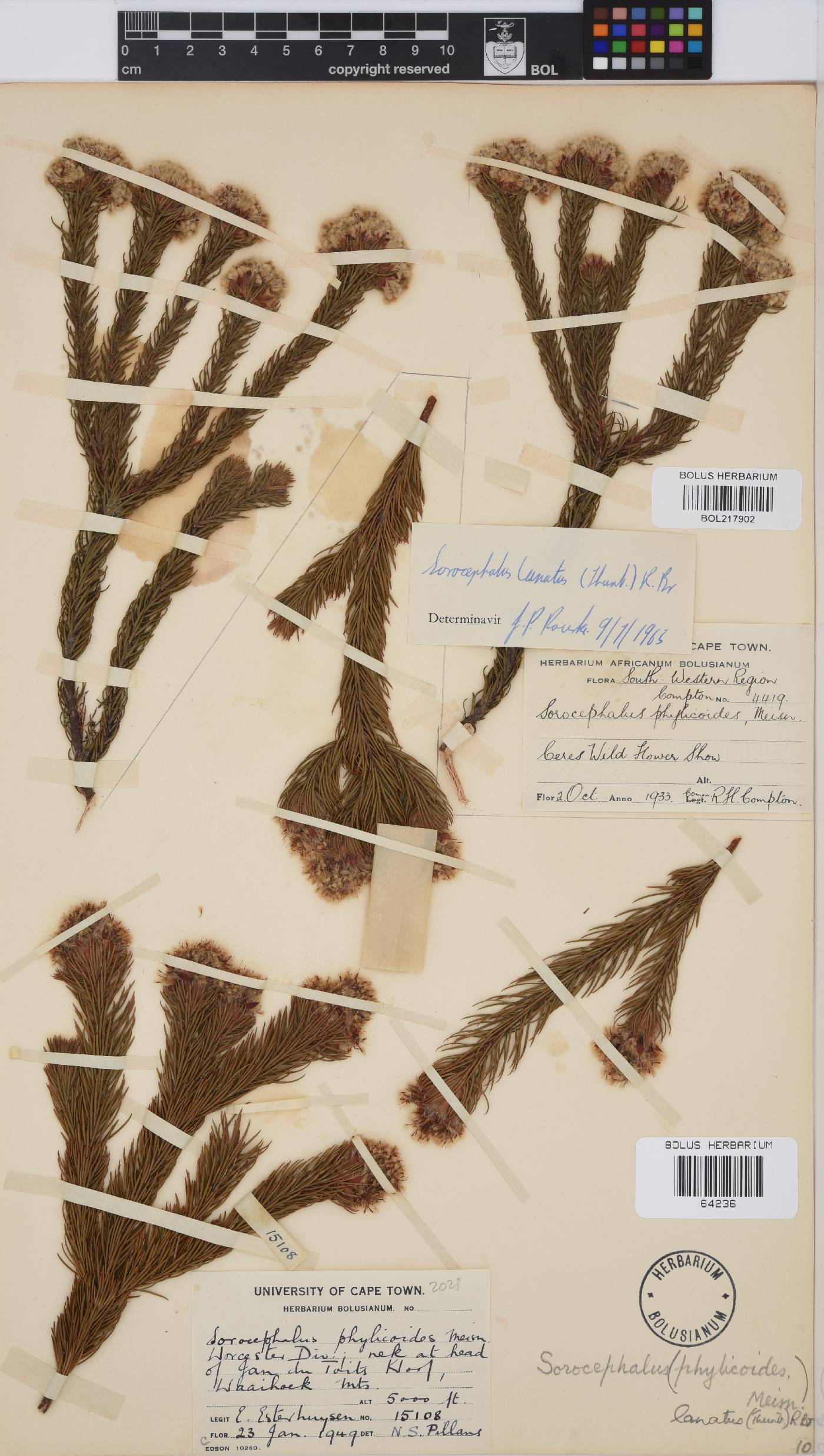 Sorocephalus lanatus image