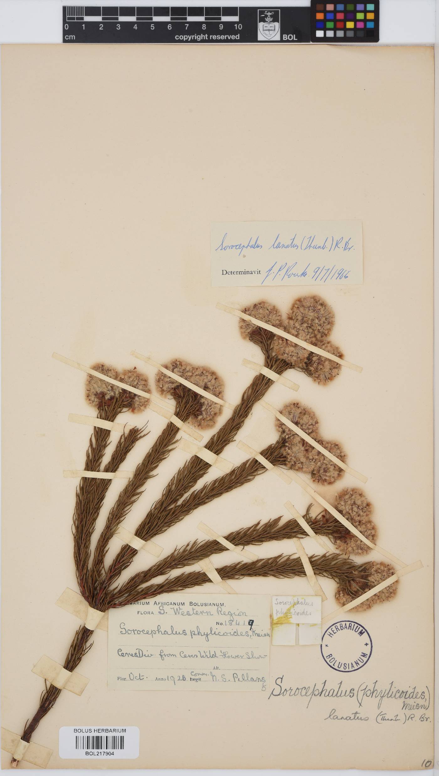 Sorocephalus lanatus image