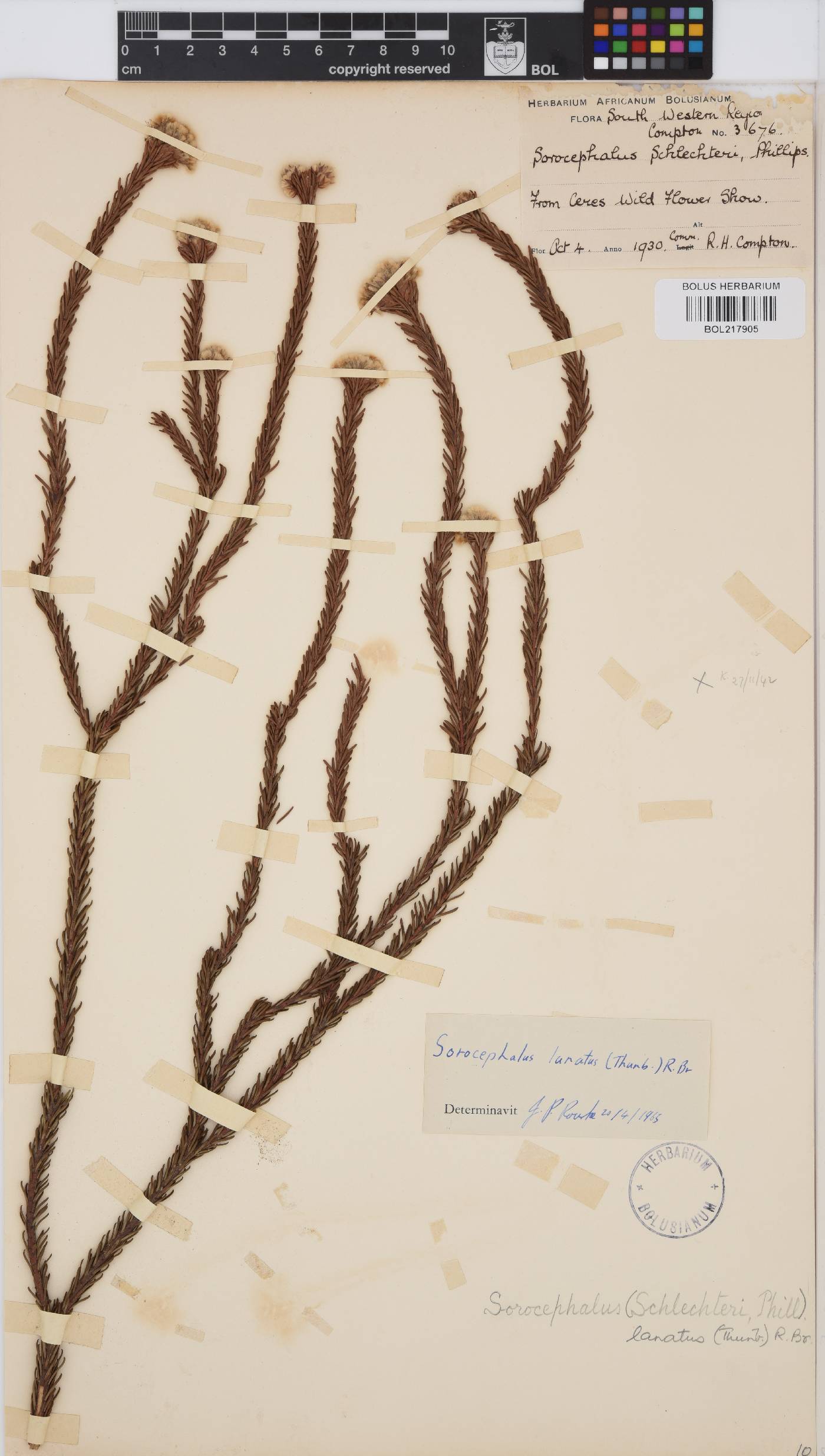 Sorocephalus lanatus image
