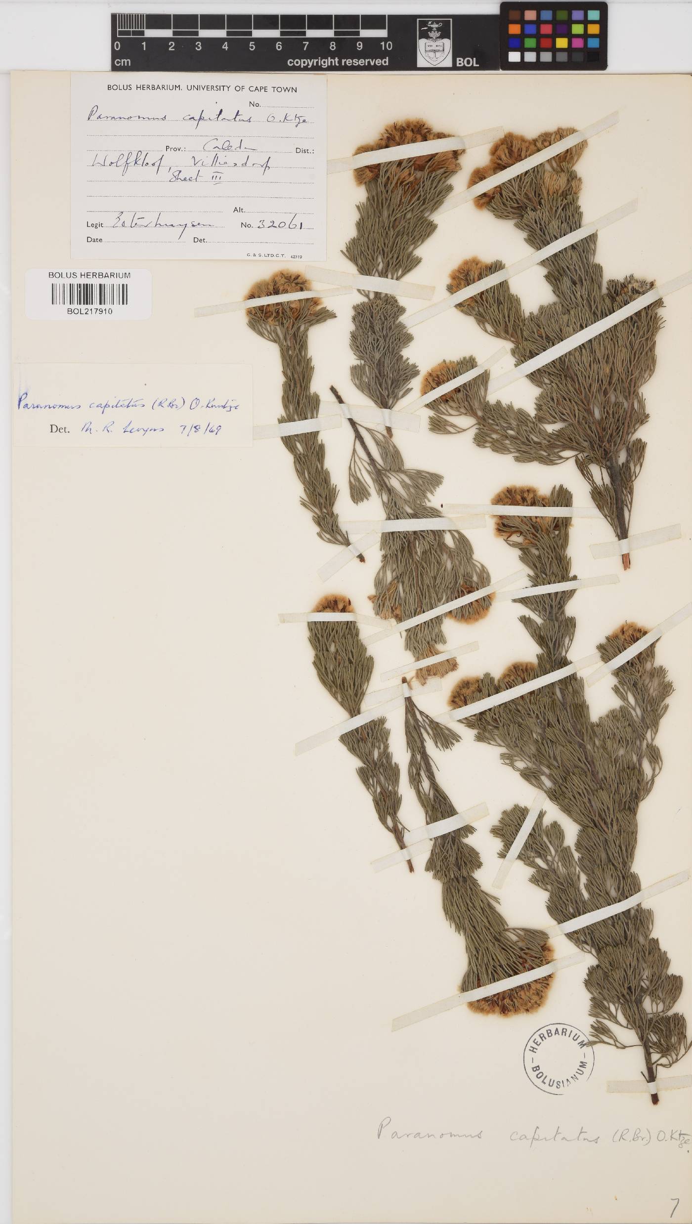 Paranomus capitatus image