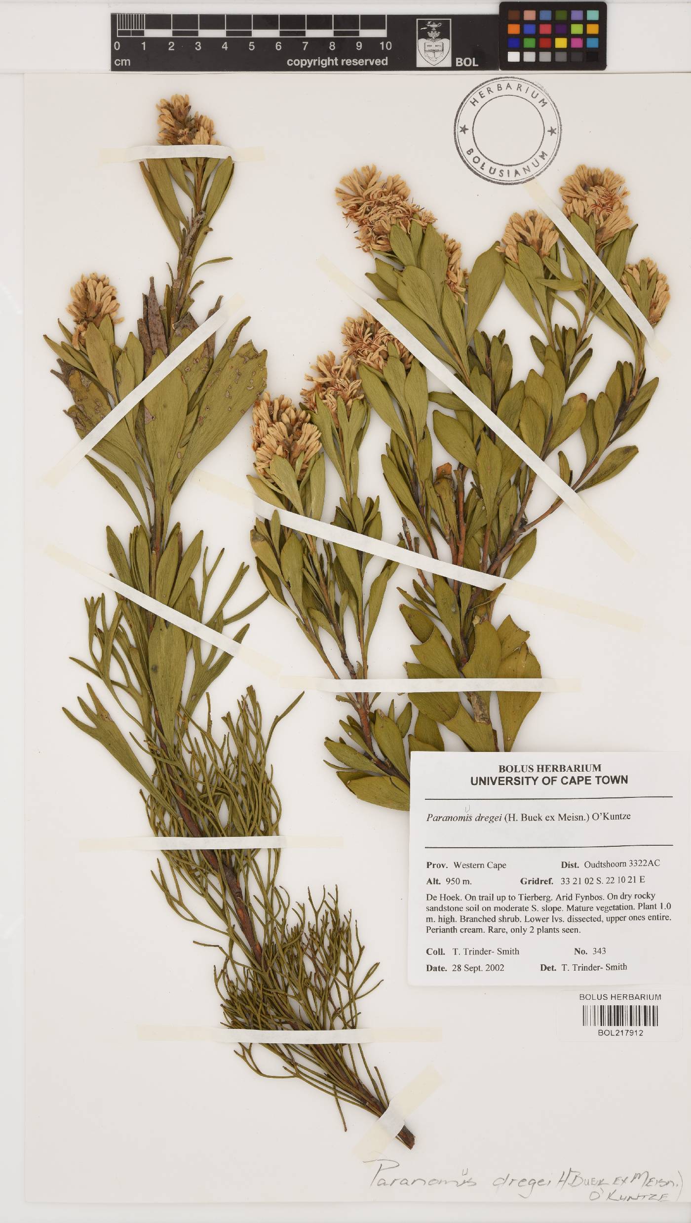 Paranomus dregei image