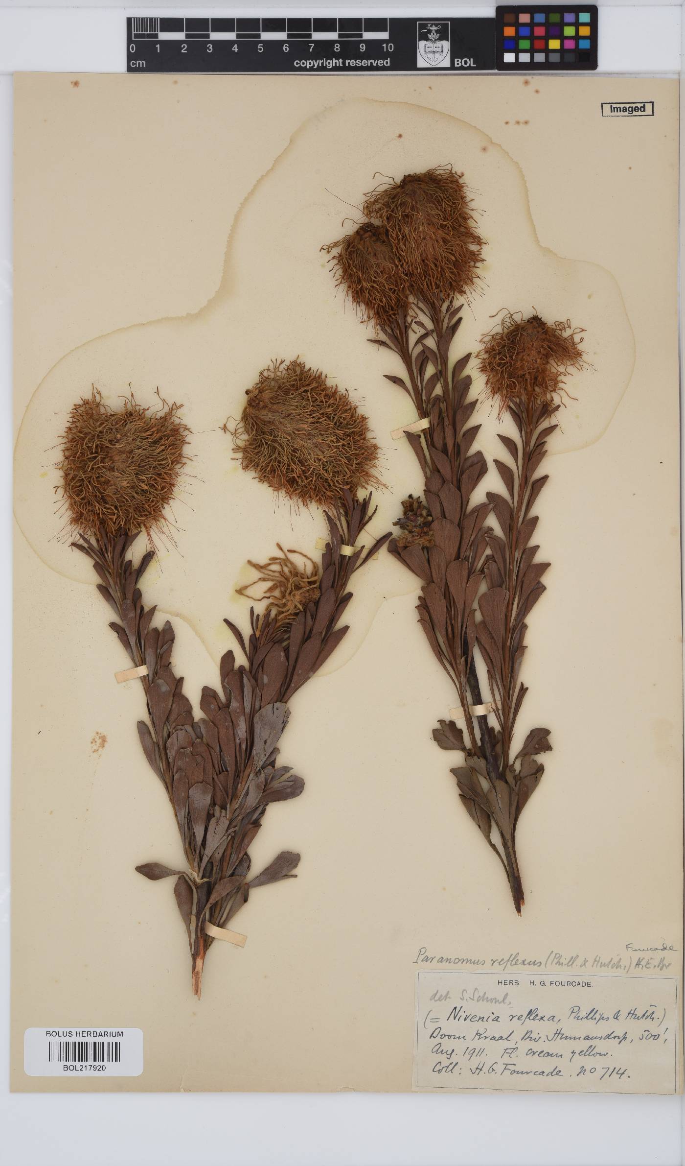 Paranomus reflexus image