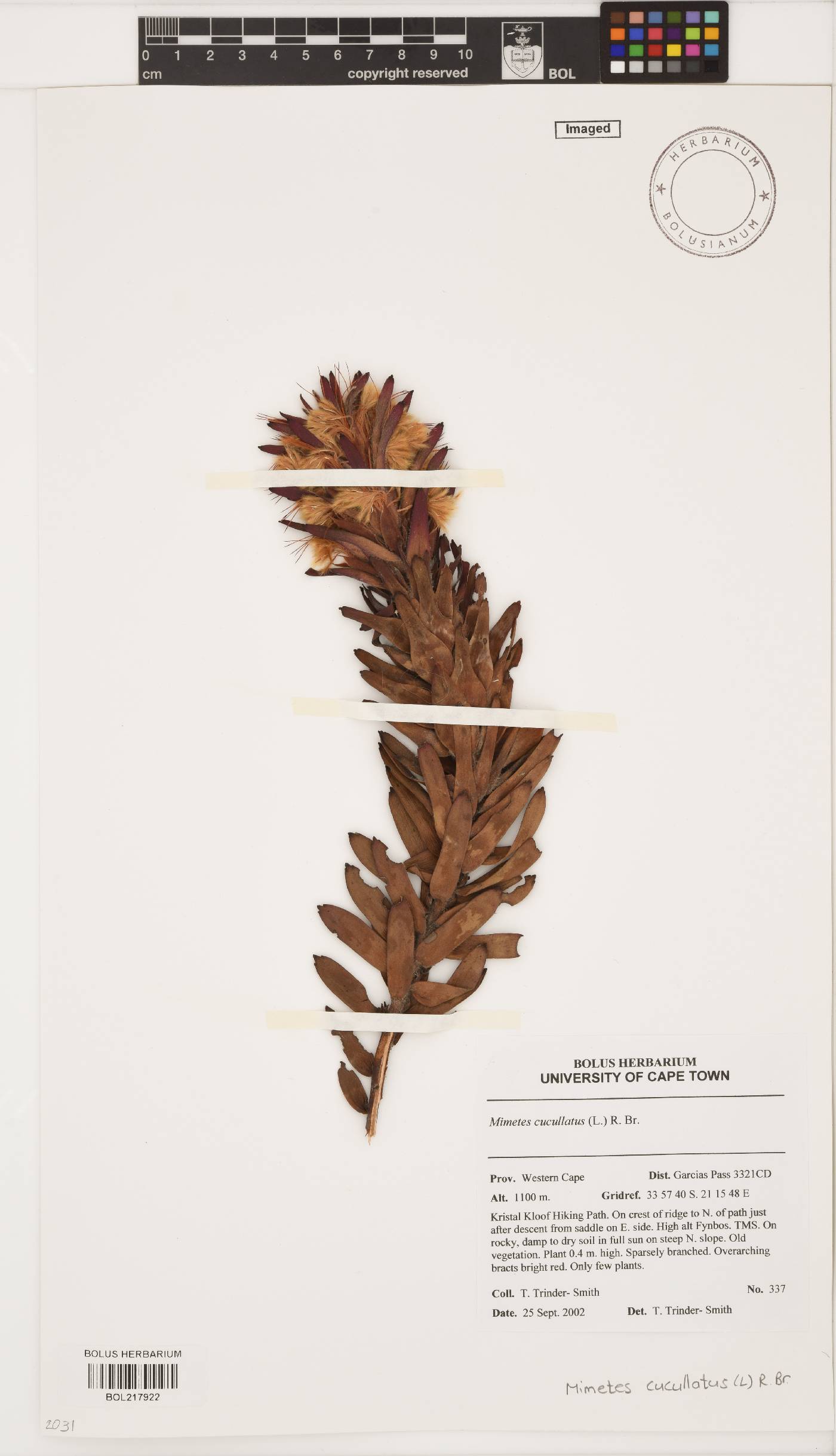 Mimetes cucullatus image