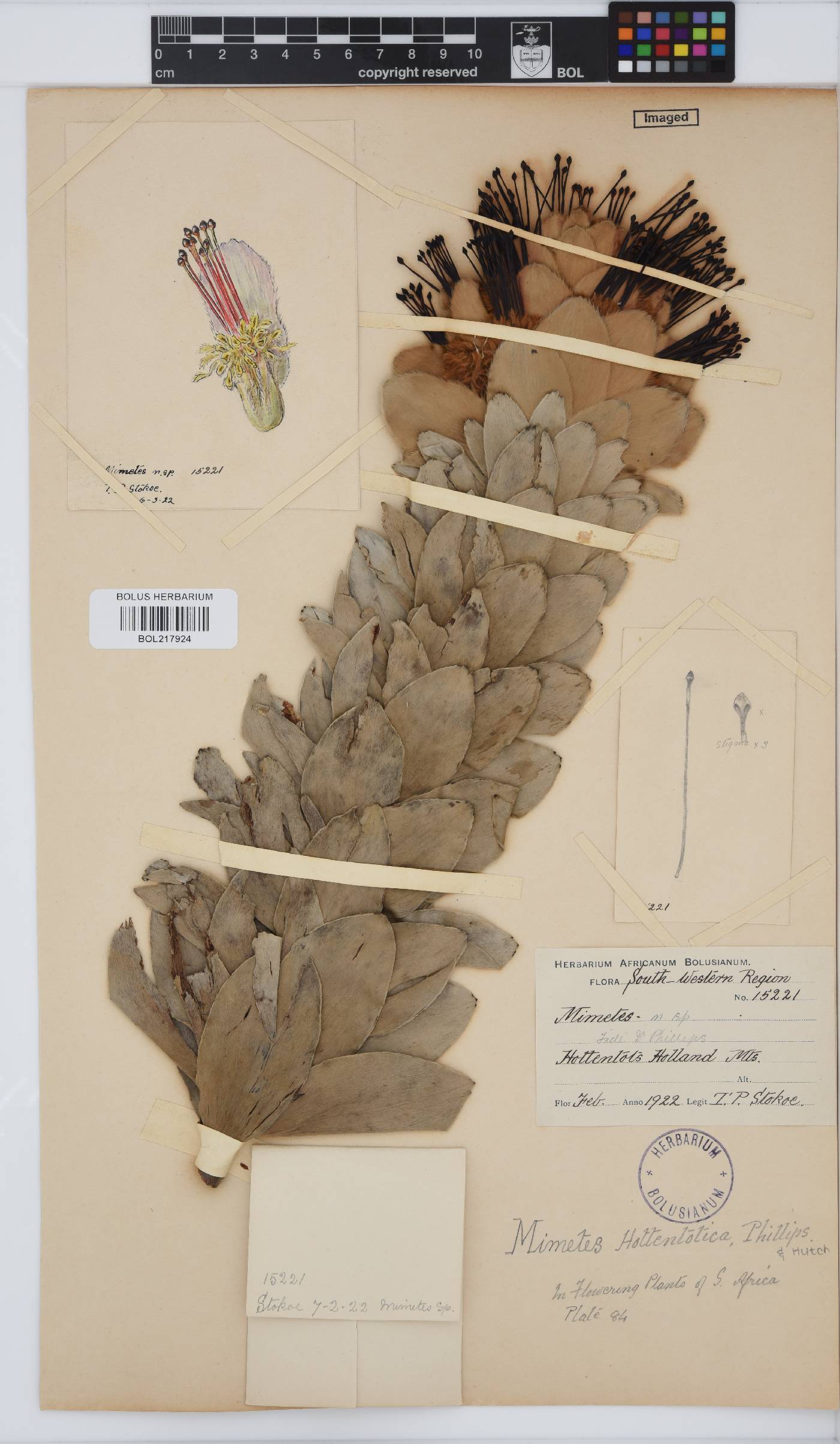 Mimetes hottentoticus image