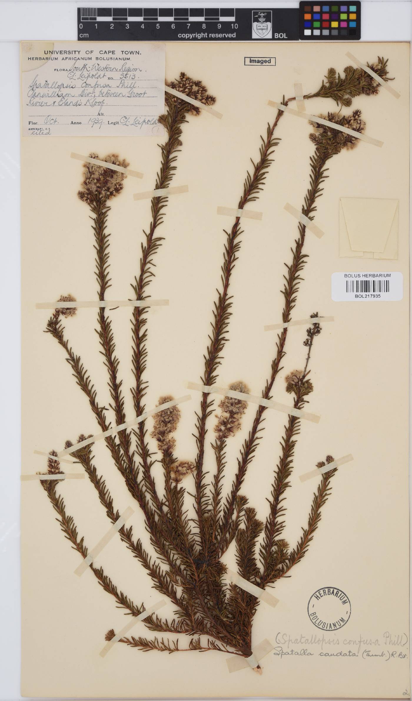 Spatalla caudata image