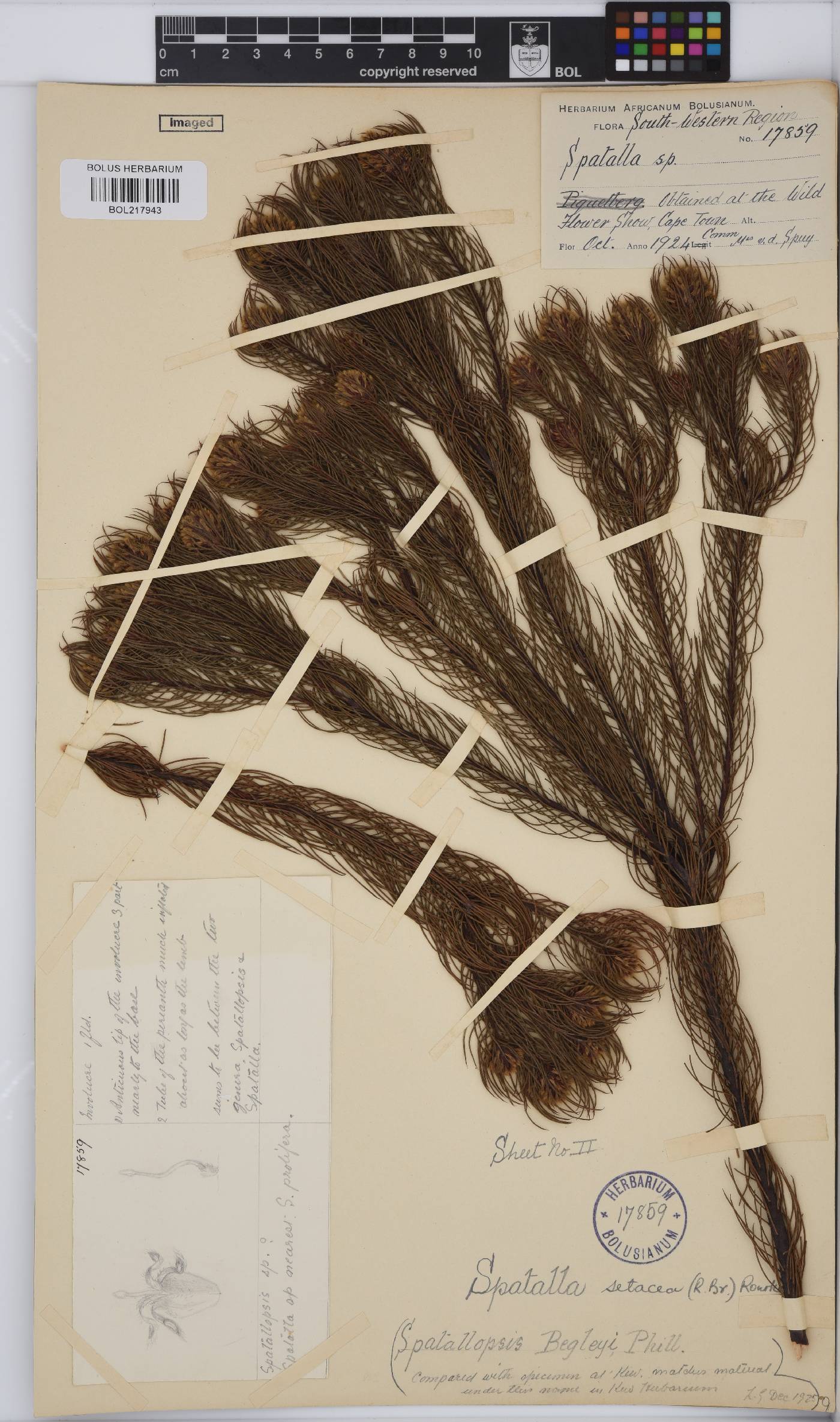 Spatalla setacea image