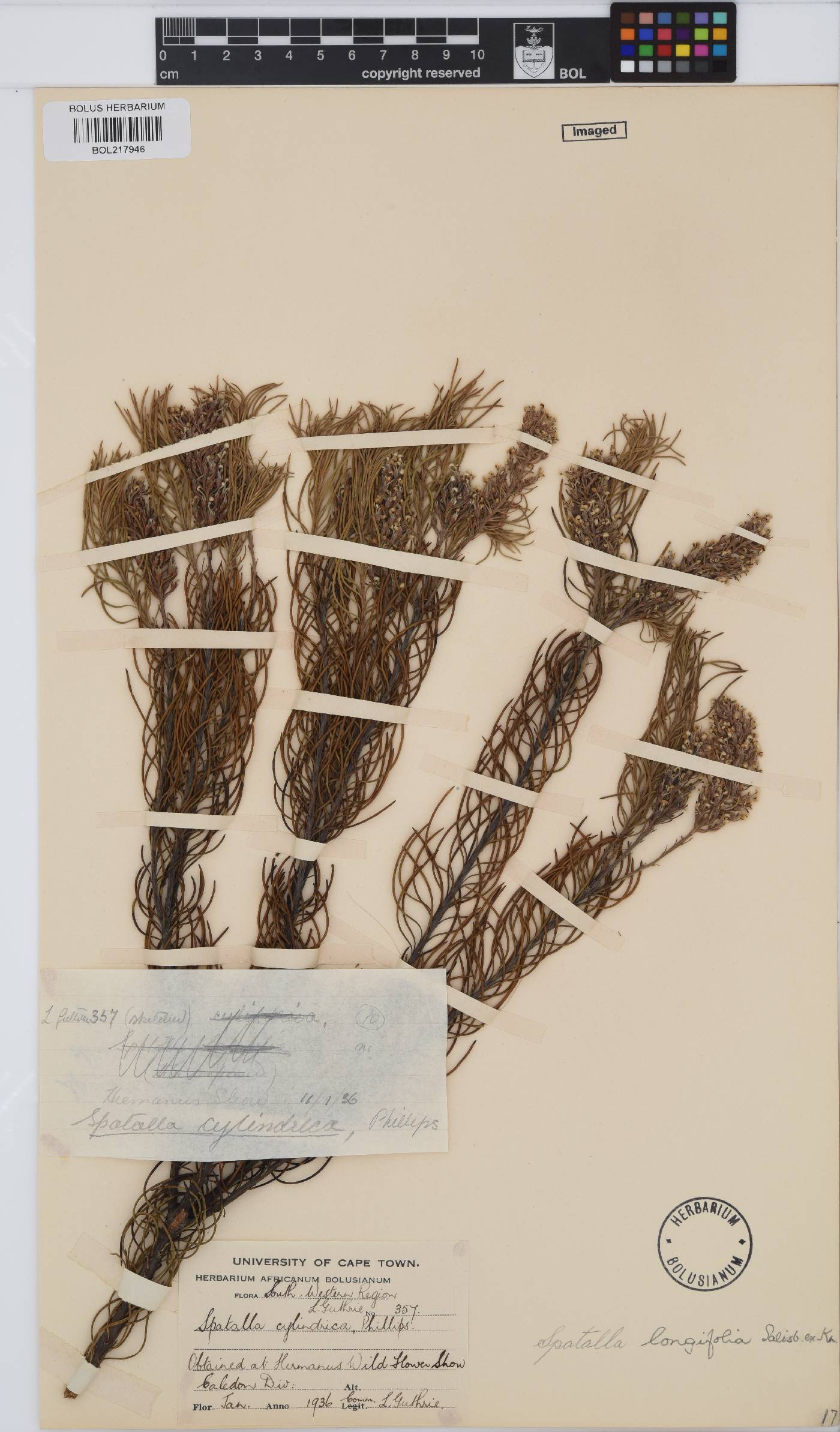 Spatalla longifolia image