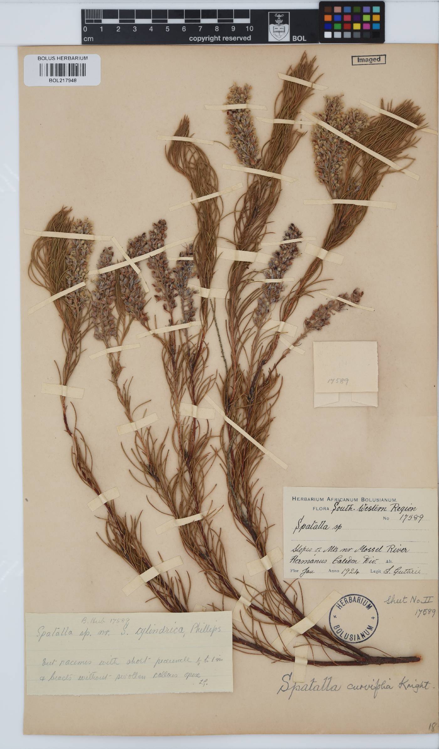 Spatalla curvifolia image