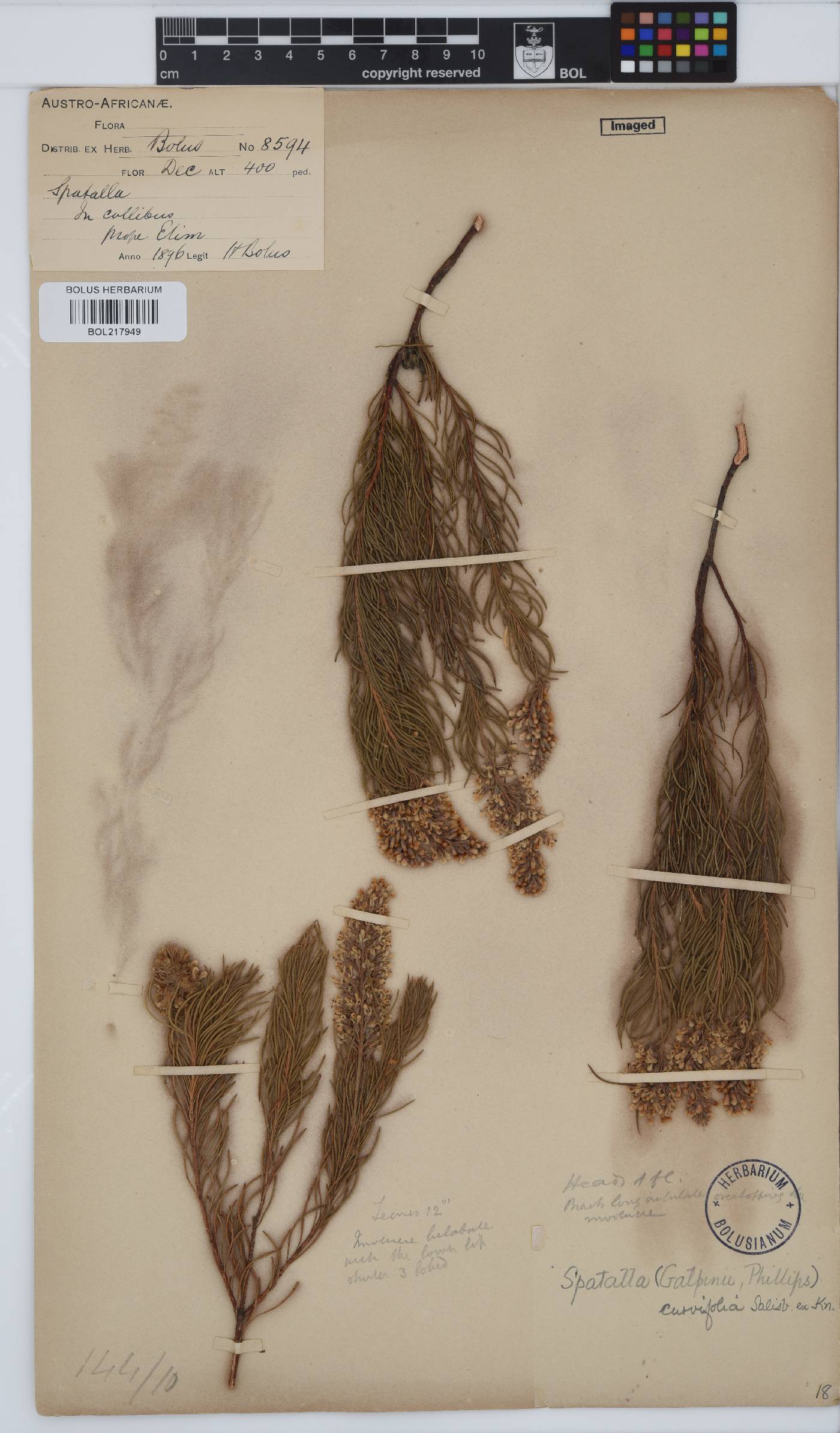 Spatalla curvifolia image