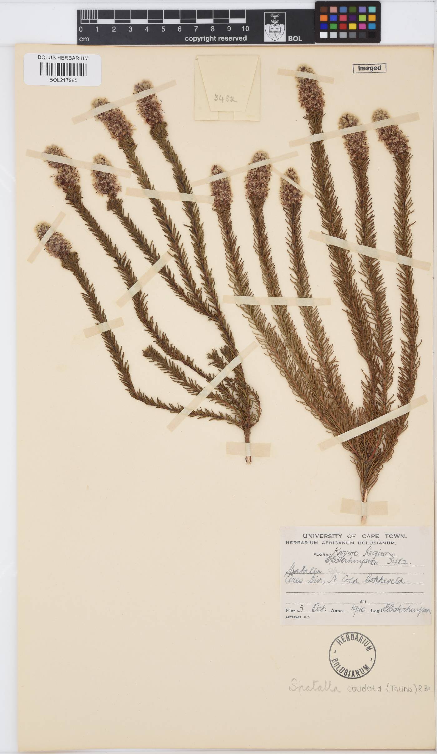 Spatalla caudata image