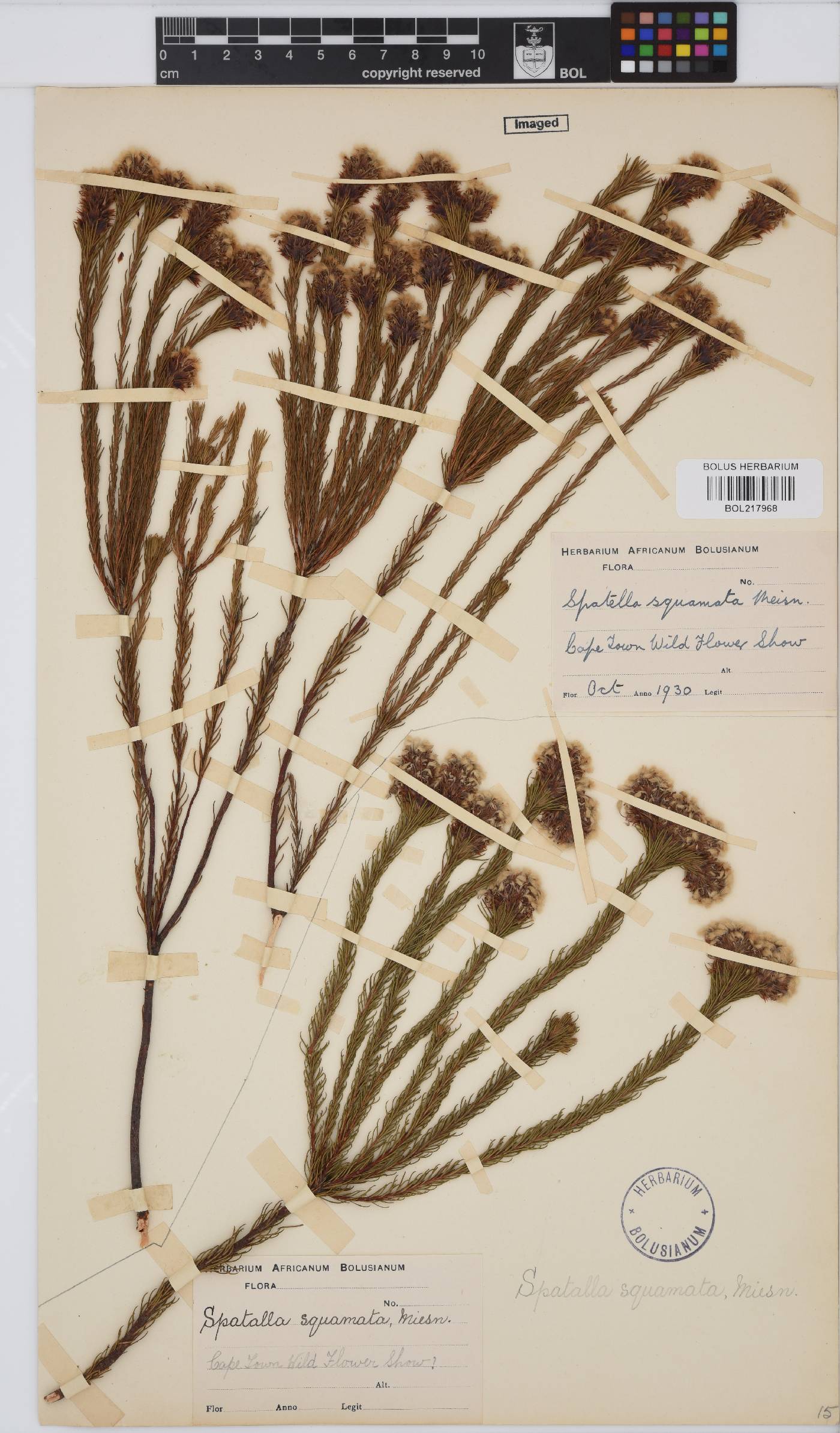Spatalla squamata image