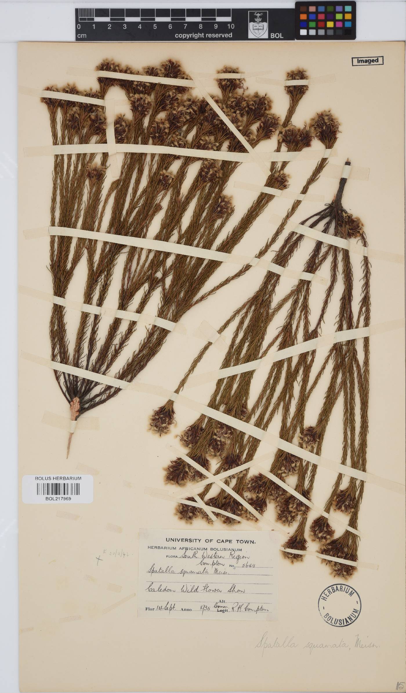 Spatalla squamata image