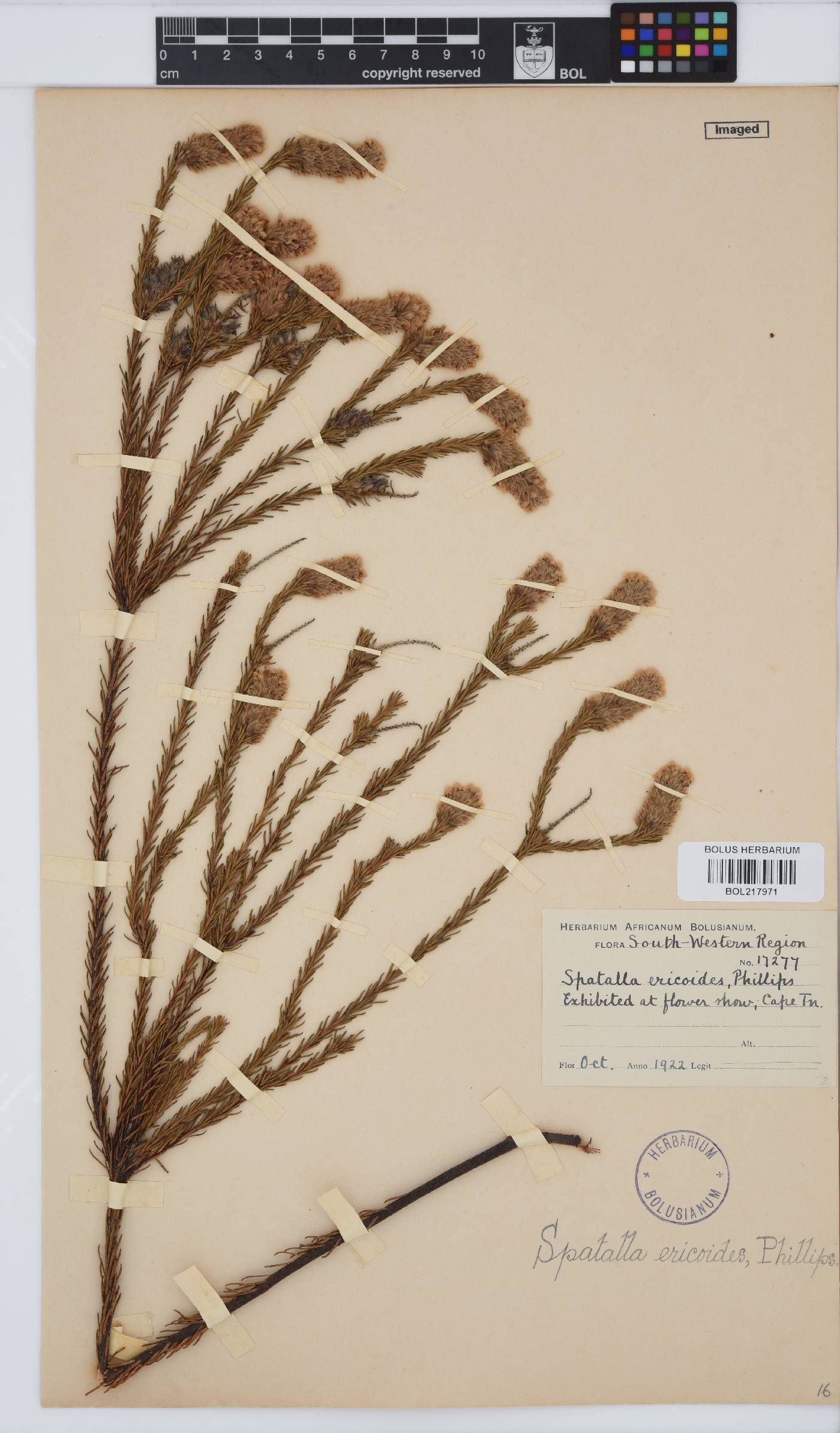 Spatalla ericoides image