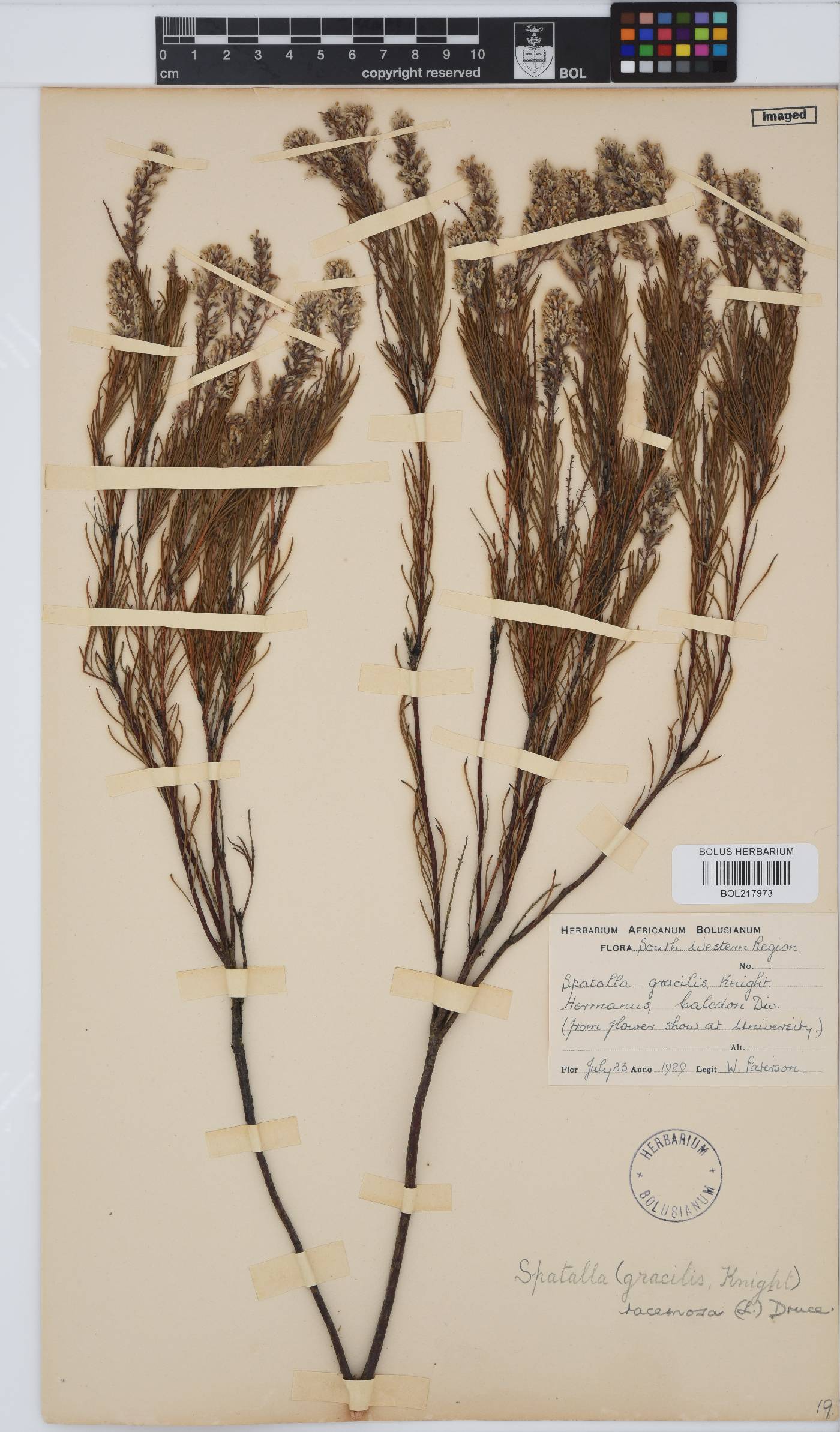 Spatalla racemosa image